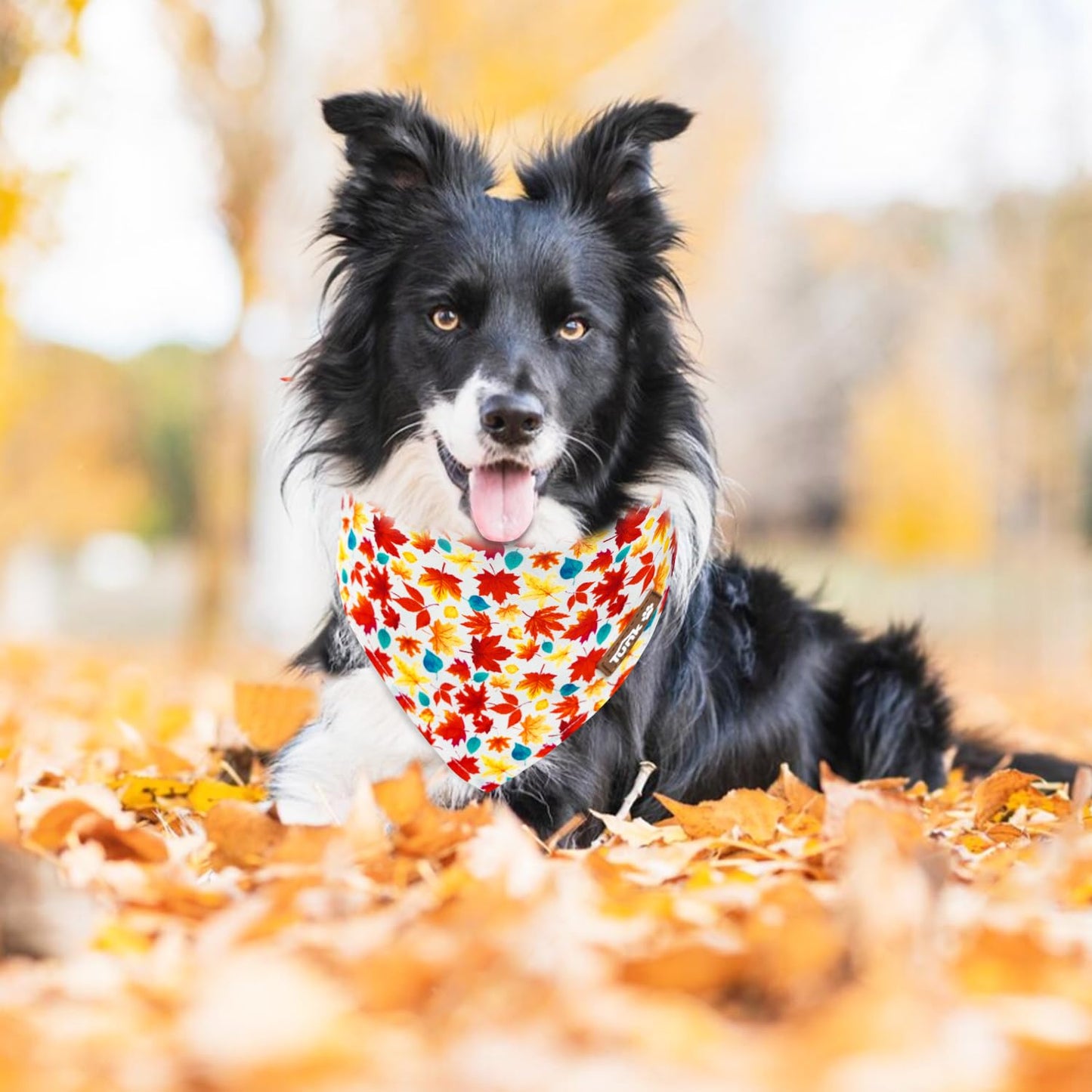 Tunkoo Happy Halloween Dog Collar with Pumpkin - Durable, Adjustable, and Stylish Pet Collar Available in Small, Medium, Large S