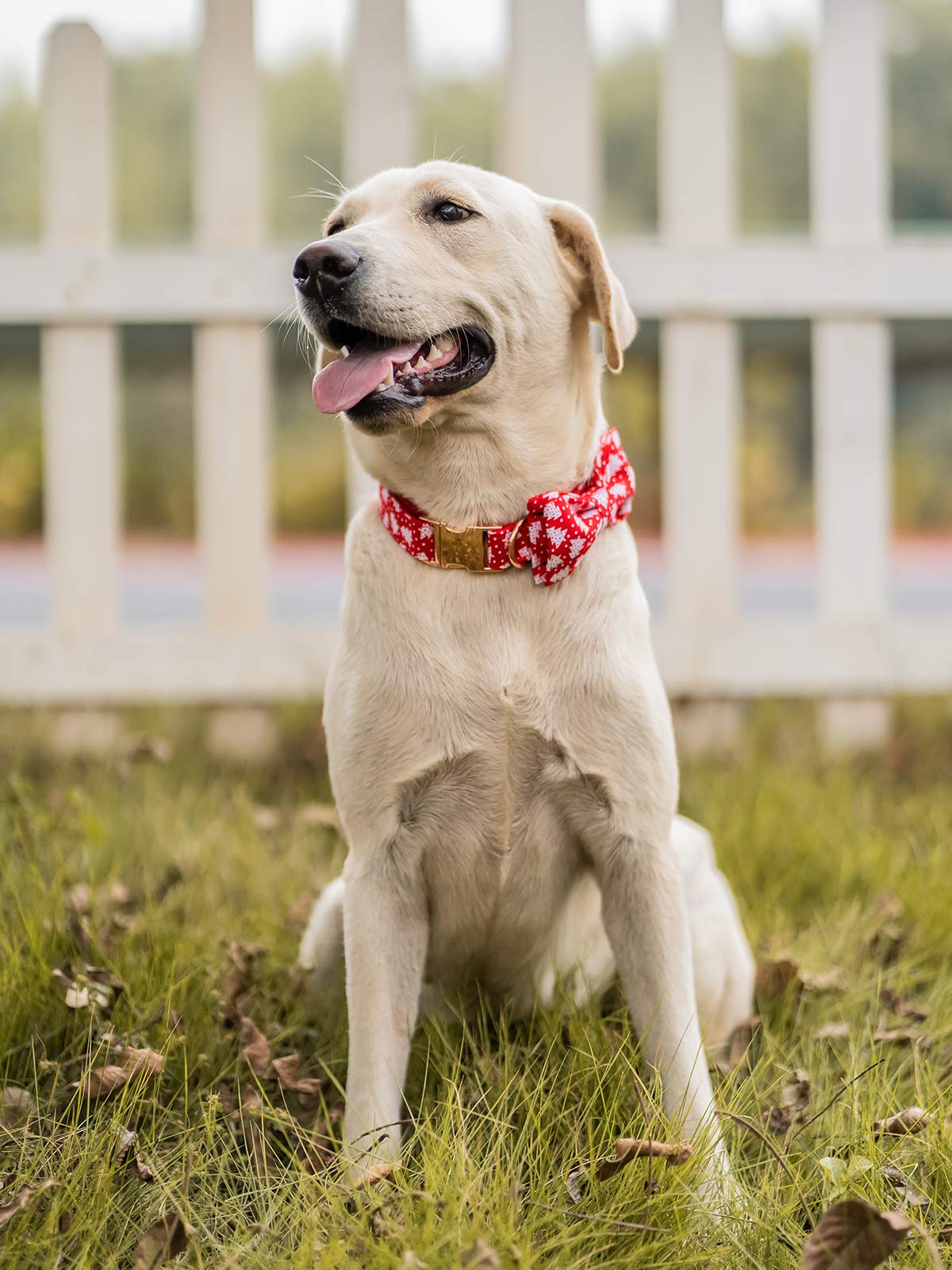 Elegant little tail Dog Collar with Bow, Bowtie Dog Collar, Adjustable Fall Dog Collars for Small Medium Large Dogs