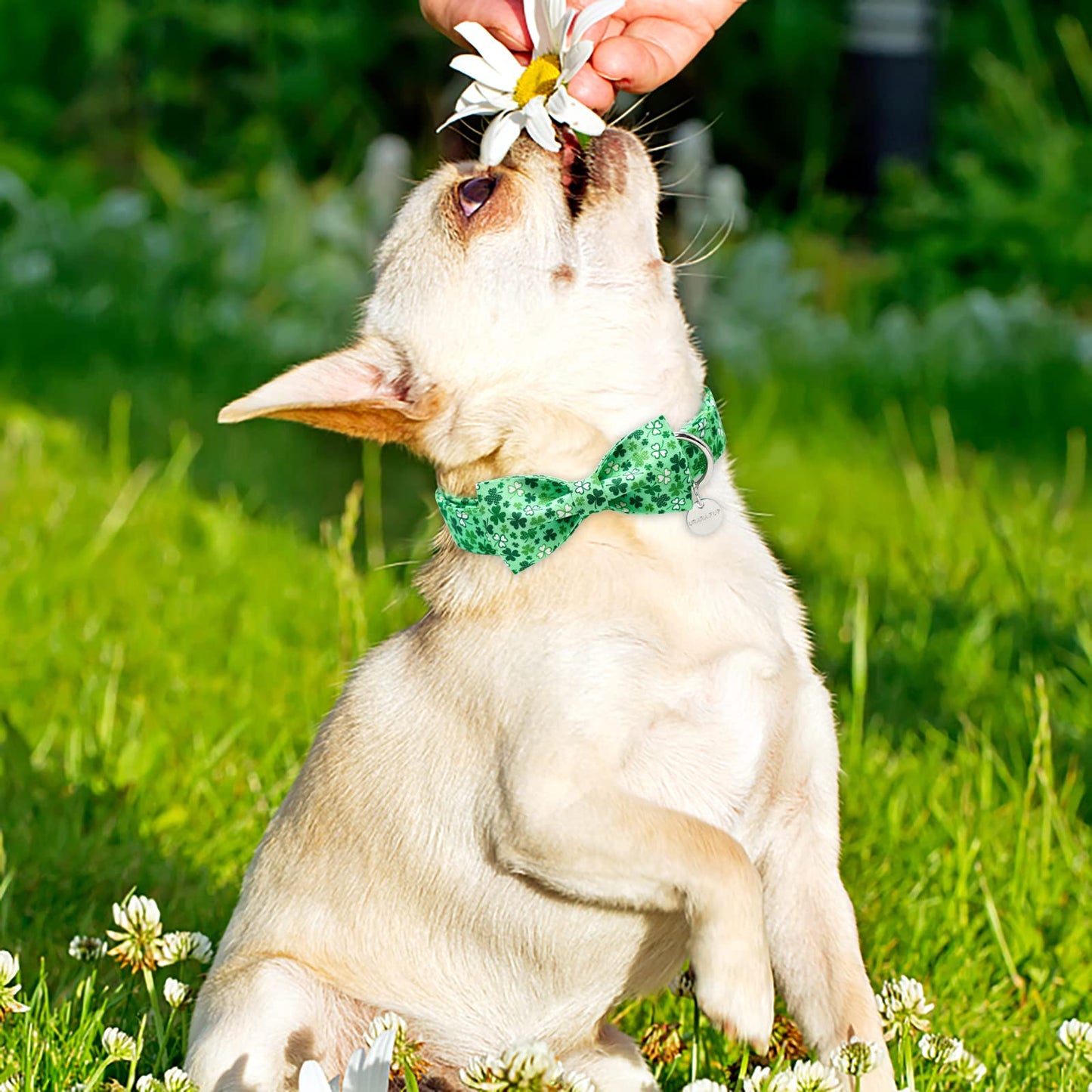 Easter Dog Collar with Bow Tie, Cotton Easter Bowtie Collar for Small Girl Boy Dog, Cute Carrot Pet Collar with Metal Buckle, Easter Day Gift Dog Collar, Blue, S, Neck 10-16in