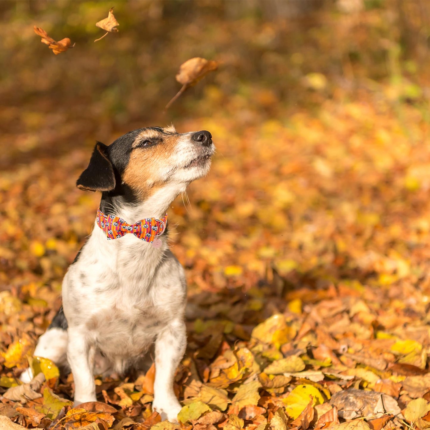 Dog Collar with Bow Tie, Comfortable Adjustable Cotton Bowtie Collar for Medium Girl Boy Dog, Fall Dog Collar with Metal Buckle, M, Neck 13.5-22in