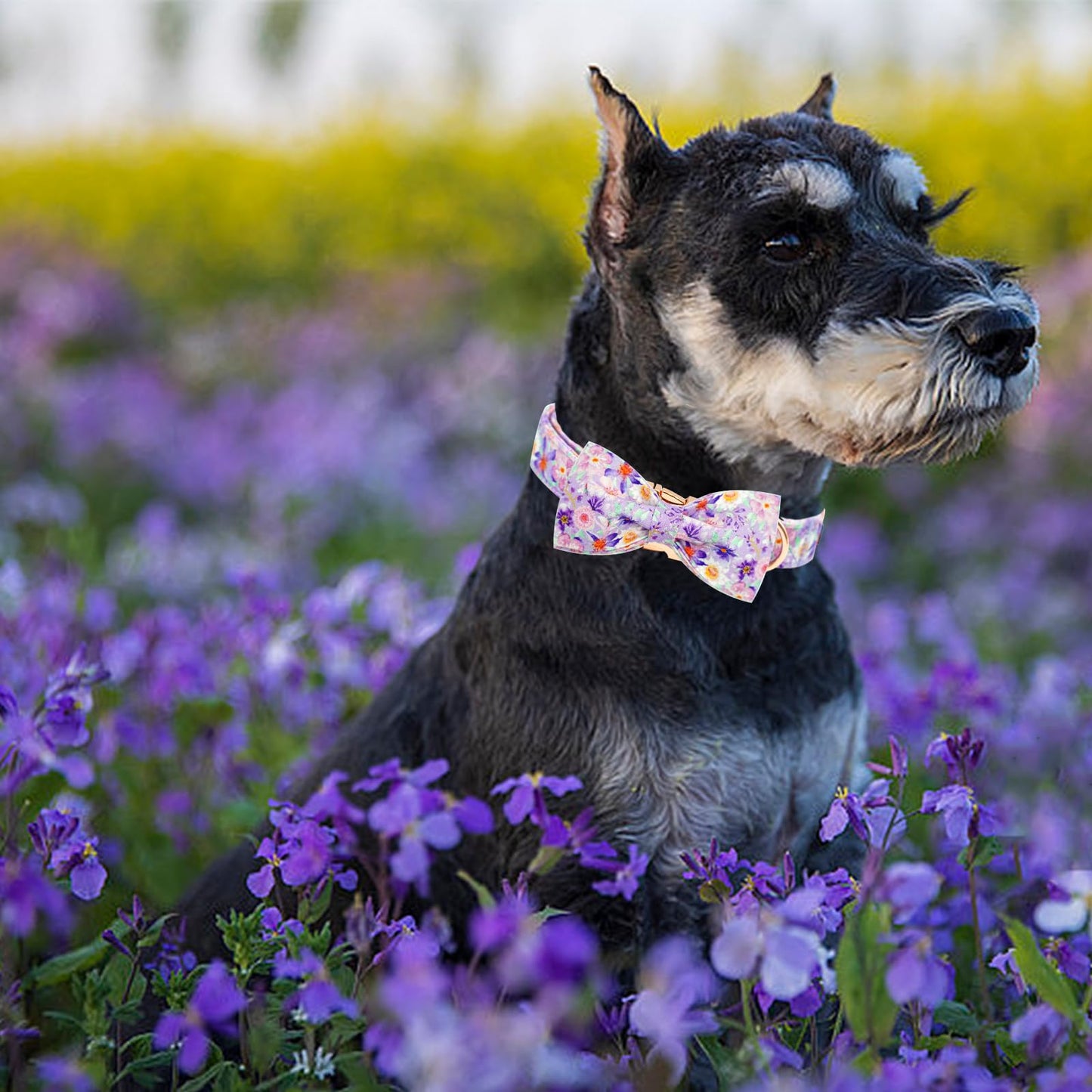 Elegant little tail Dog Collar with Bow, Bowtie Dog Collar, Adjustable Fall Dog Collars for Small Medium Large Dogs