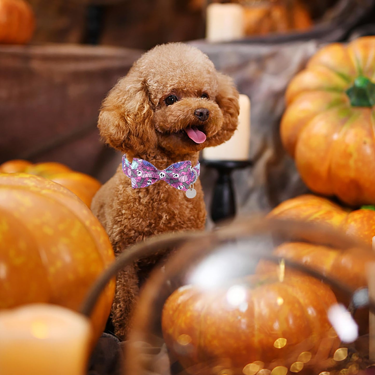 Thanksgiving Dog Collar with Bow Tie, Turkey Cotton Bowtie Collar for Puppy Girl Dog or Cat, Autumn Bow Tie Collar with Durable Metal Buckle, Turkeys Pet Collar, S, Neck 10-16in