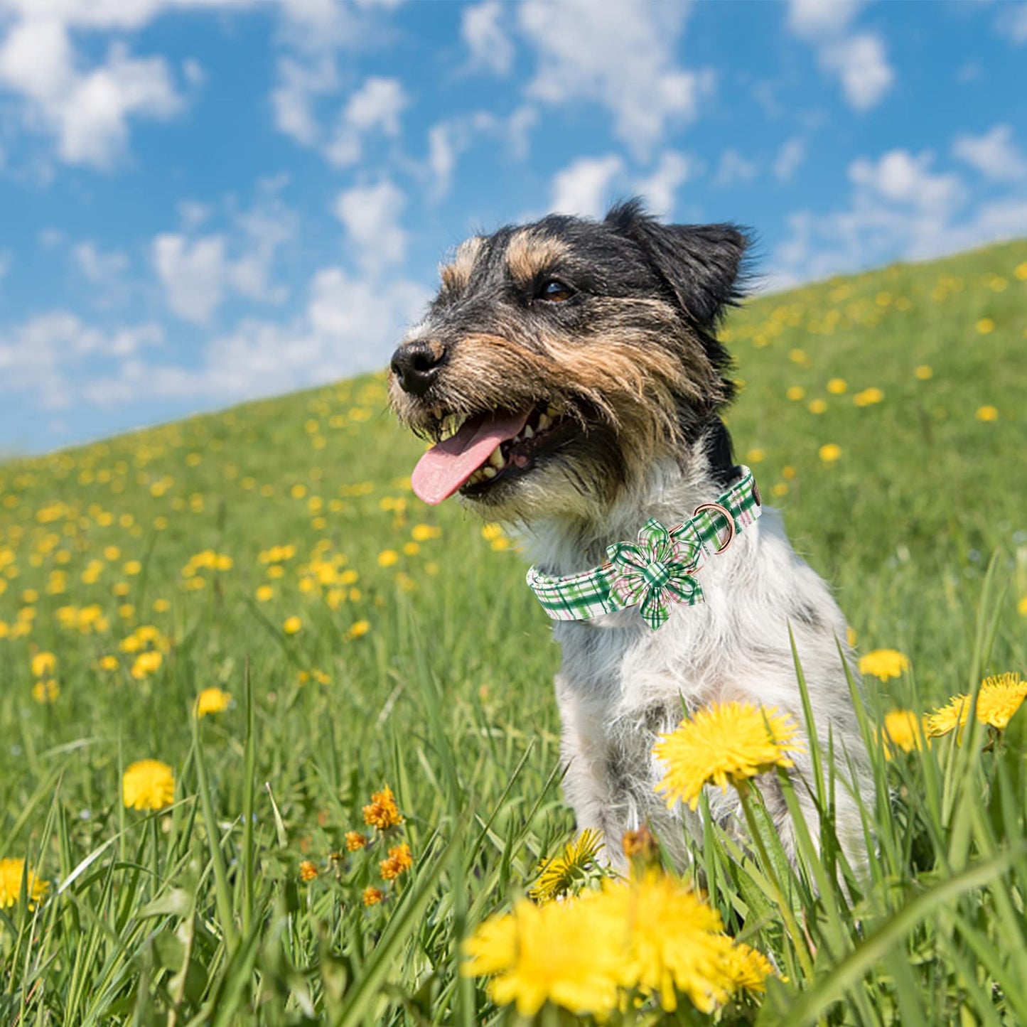 Elegant little tail Sunflower Girl Dog Collar for Female Dogs, Pet Collar Adjustable Dog Collars with Flower Gift for Medium Dogs