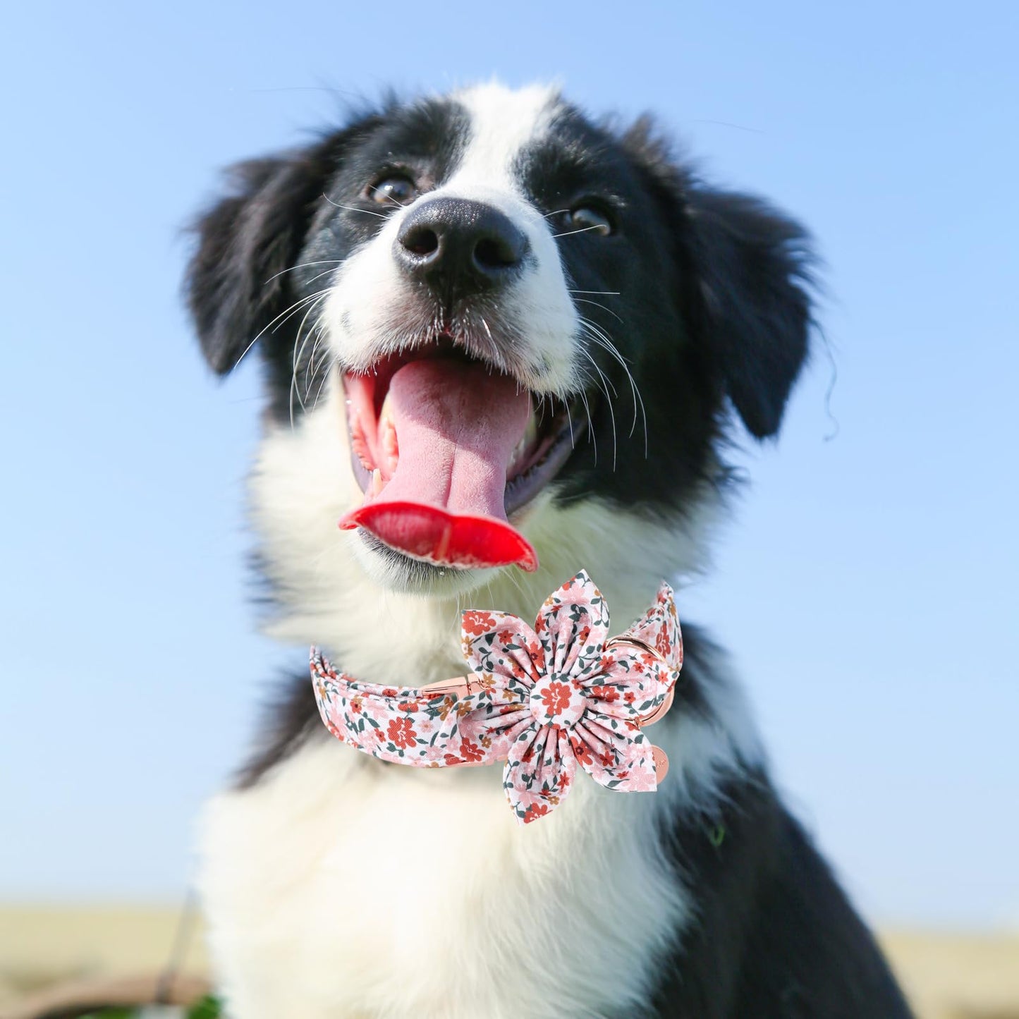 Dog Collar with Bow Tie,UP URARA PUP Pink Plaid Bowtie Dog Collar, Summer Bowtie Collar for Puppy Boy Girl Dog, Comfortable Cotton Dog Collar with Metal Buckle,M,Neck 13.5-22in