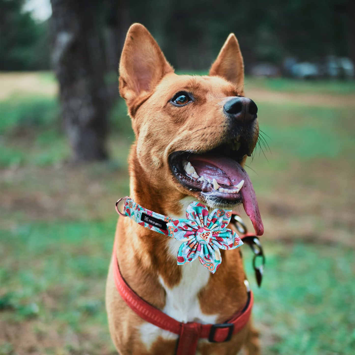 Maca Bates Duck Dog Collar with Bow Bowtie for Dogs Bow Tie Adjustable Breakaway Green Summer Thick Collars Accessories Birthday Gift Colar for XS Small Medium Large XL Boy Girl Male Female Puppy Pet