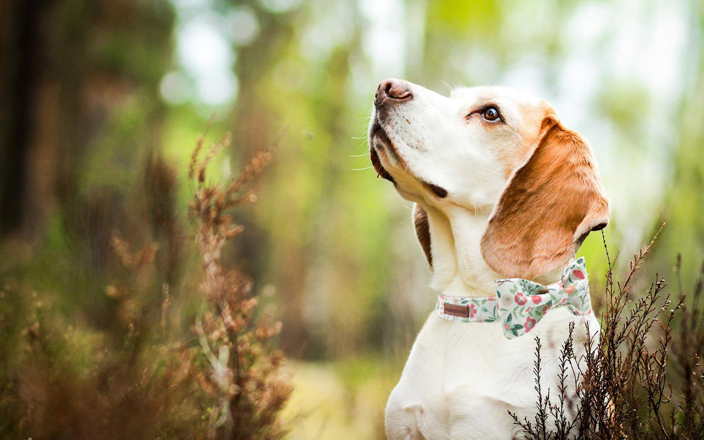 Elegant little tail Vintage Floral Dog Collar with Bow, Comfotable Dog Bowtie, Dog Collar Bow Adjustable Dog Collars for Small Medium Large Dogs