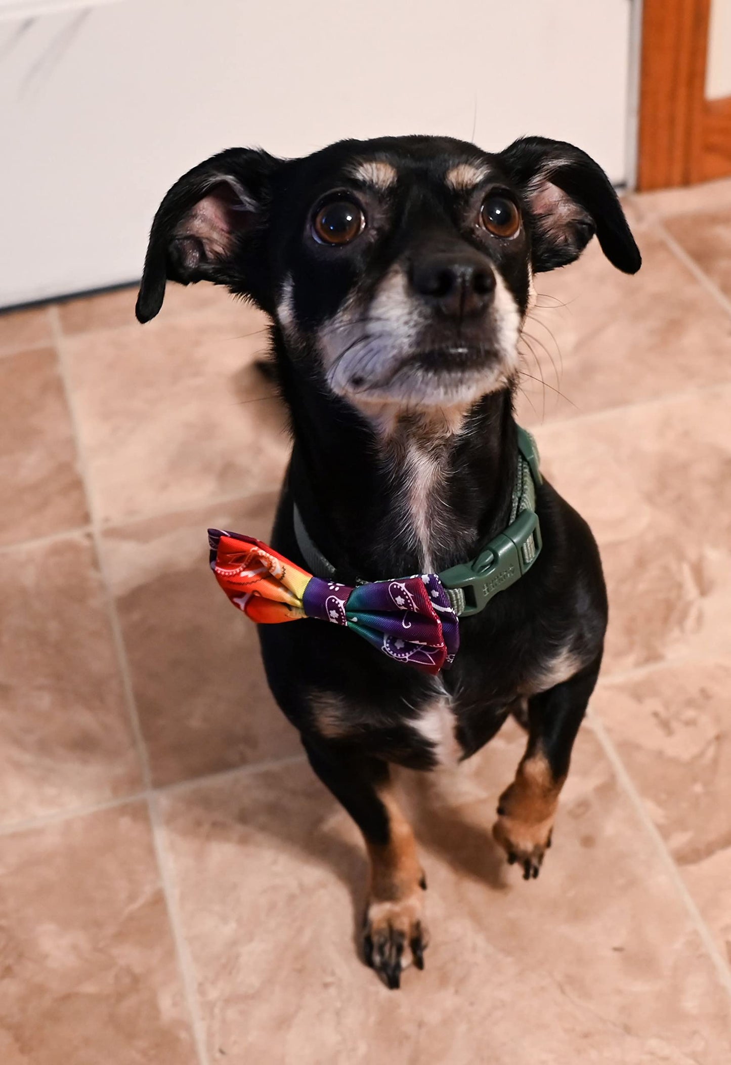 Huxley & Kent Bow Tie for Pets | Bone-Dana Multi (Small) | Bow Tie Collar Attachment | Fun Bow Ties for Dogs & Cats | Cute, Comfortable, and Durable | H&K Bow Tie