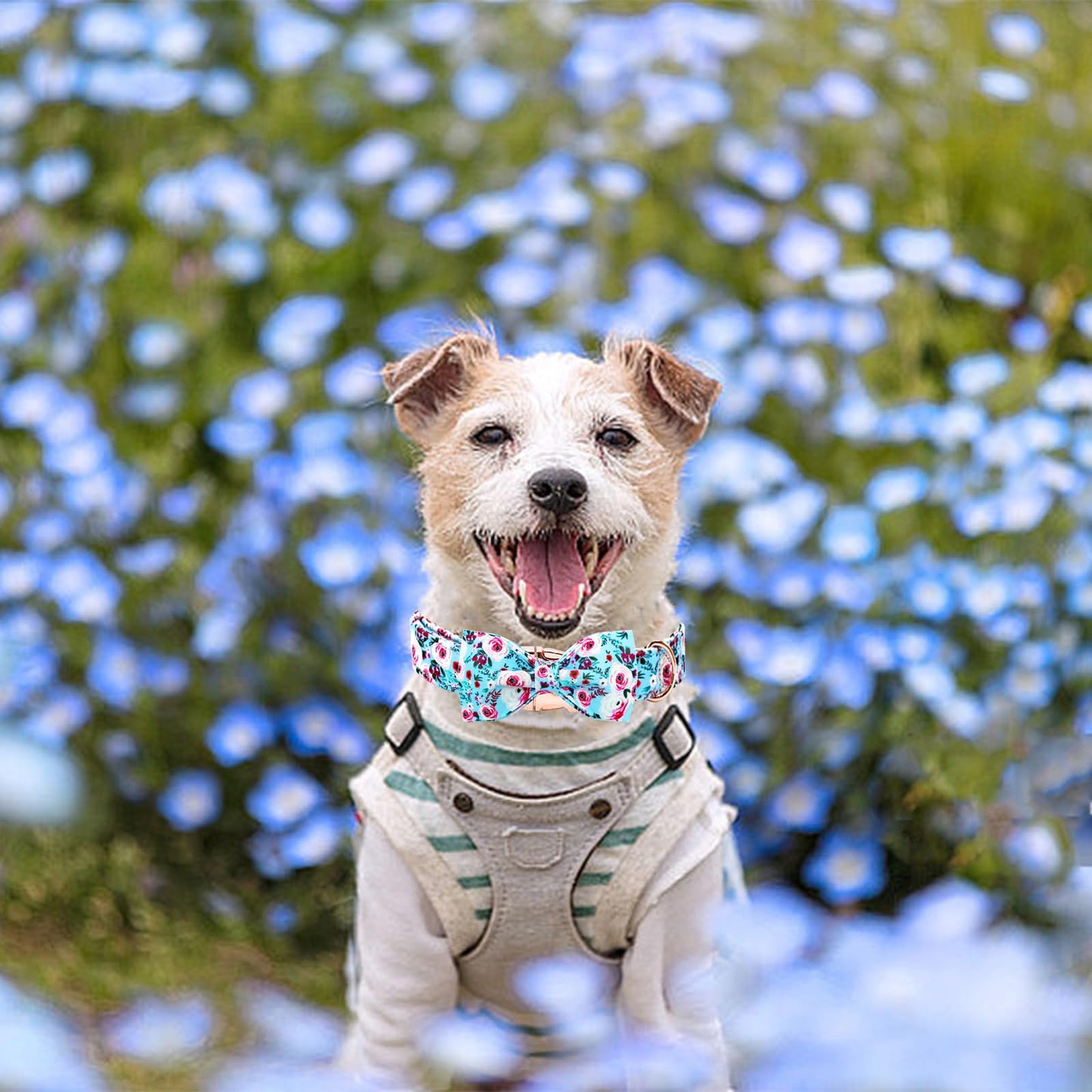 Elegant little tail Dog Collar with Bow, Bowtie Dog Collar, Adjustable Fall Dog Collars for Small Medium Large Dogs