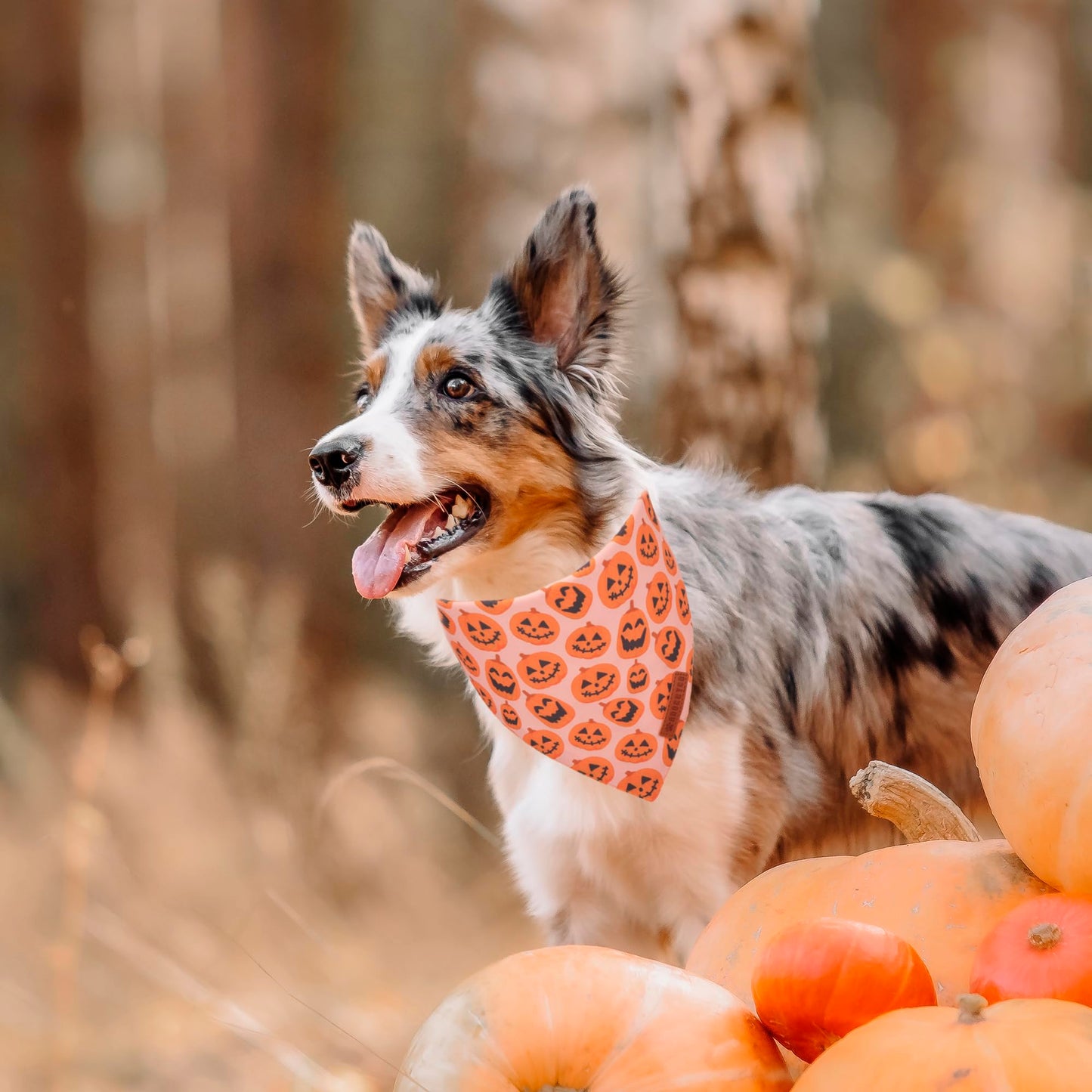 ADOGGYGO Halloween Dog Bandana, Halloween Pumpkin Ghost Dog Scarf, Premium Durable Fabric, Adjustable Fit Female Dog Halloween Bandanas for Medium Large Dogs Pets (Large, Halloween)