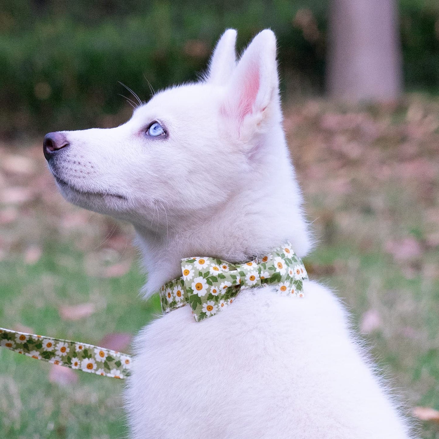 Tunkoo Happy Halloween Dog Collar with Pumpkin - Durable, Adjustable, and Stylish Pet Collar Available in Small, Medium, Large S