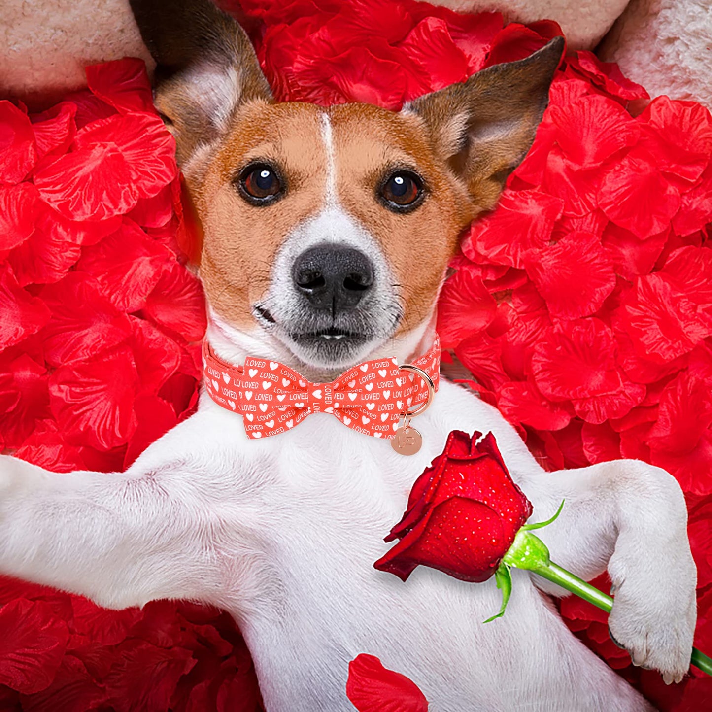 Valentine’s Day Dog Collar with Bow Tie, Valentine Bowtie Collar with Metal Buckle, Valentine’s Day Gift Pet Collar for Medium Girl Boy Dog, Wedding Dog Collar, Red, M, Neck 13.5-22in