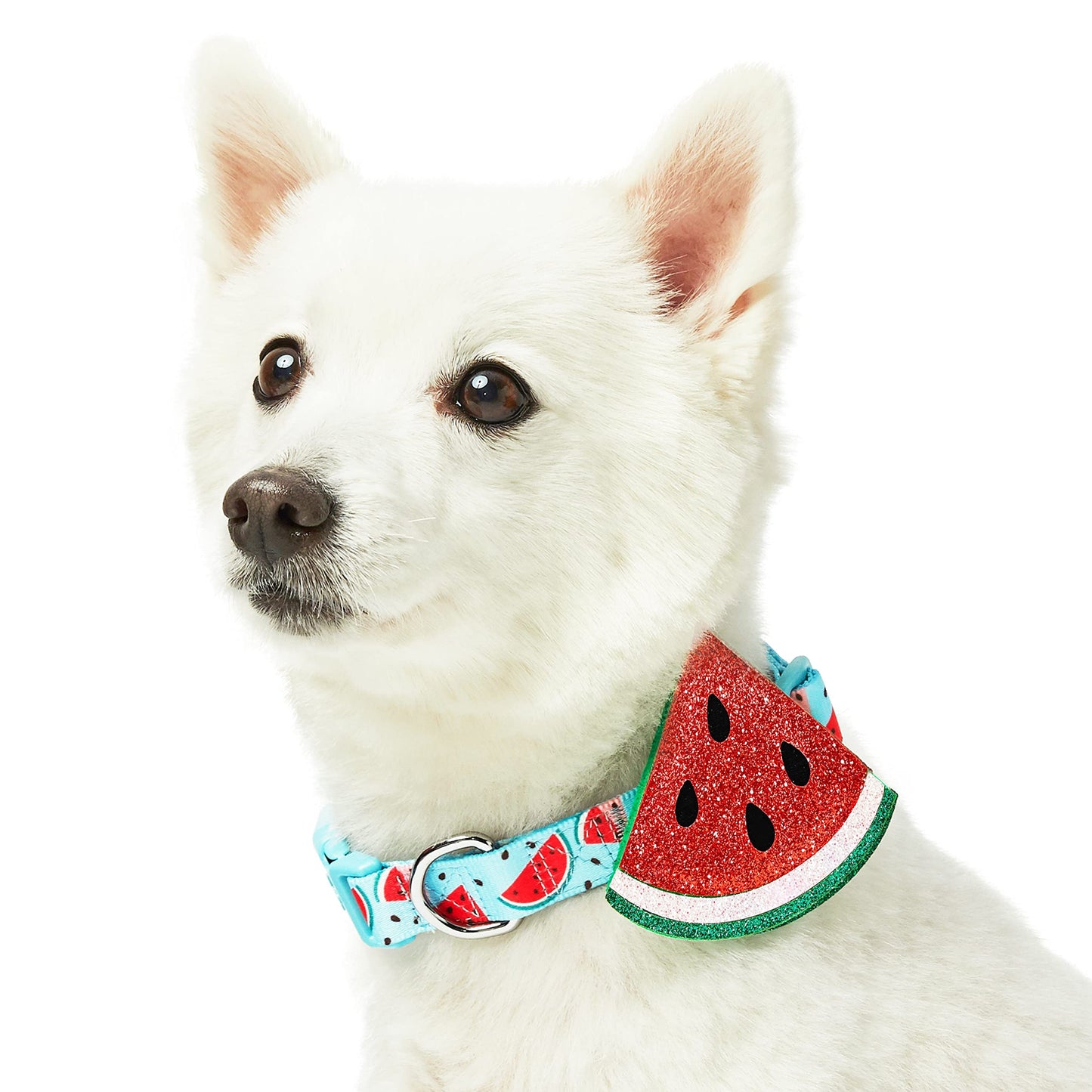 Blueberry Pet Summer Sparkle Dog Collar, Adjustable Small Size, Neck 12"-16", Zesty Fruit Watermelon Blue, Pet Collar with Detachable Accessory