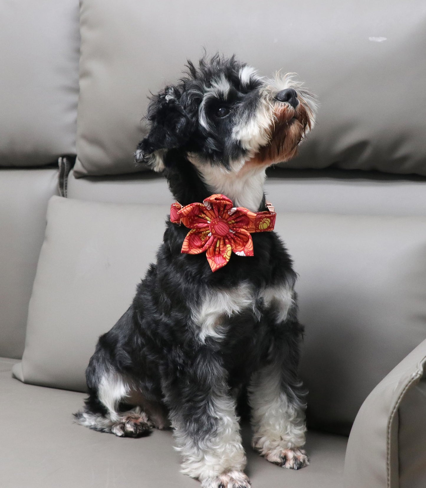 Unique Style Paws Halloween Dog Collar with Bow Cotton Cute Bowtie Dog Collar for Small Medium Large Dogs Holiday Dog Collar