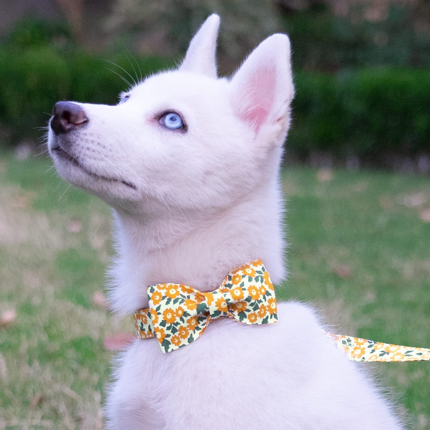 Tunkoo Happy Halloween Dog Collar with Pumpkin - Durable, Adjustable, and Stylish Pet Collar Available in Small, Medium, Large S