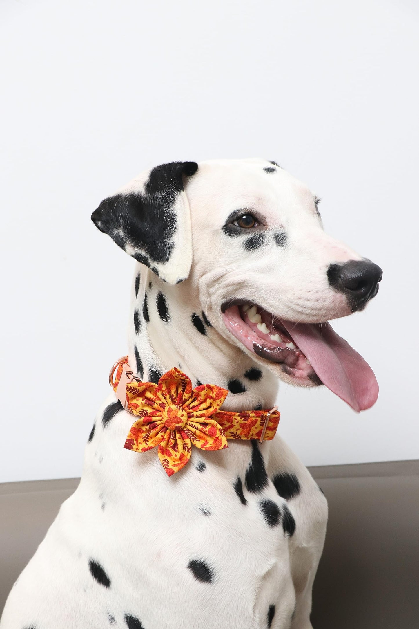 Lionet Paws Halloween Dog Collar with Bowtie - Cute Cotton Adjustable Fall Bowtie Dog Collar with Metal Buckle for Small Medium Large Dog Girl Boy Gift, M, Neck 13.5-22in