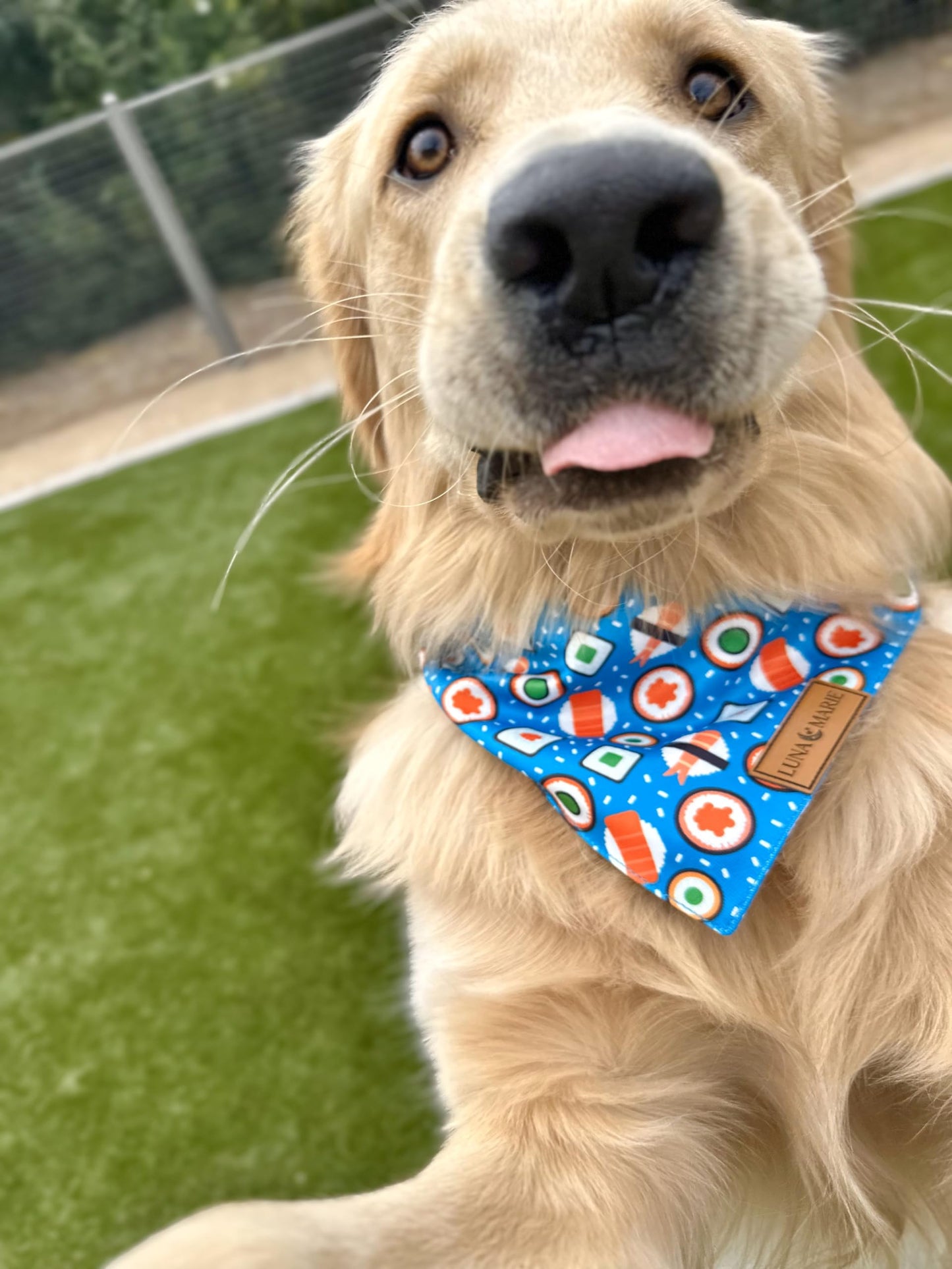 Luxury Pet Birthday Bandanas -Premium & Silky Poly Fabric | 100% Handmade | Custom Shape Dual Layered (Birthday Girl, Medium)