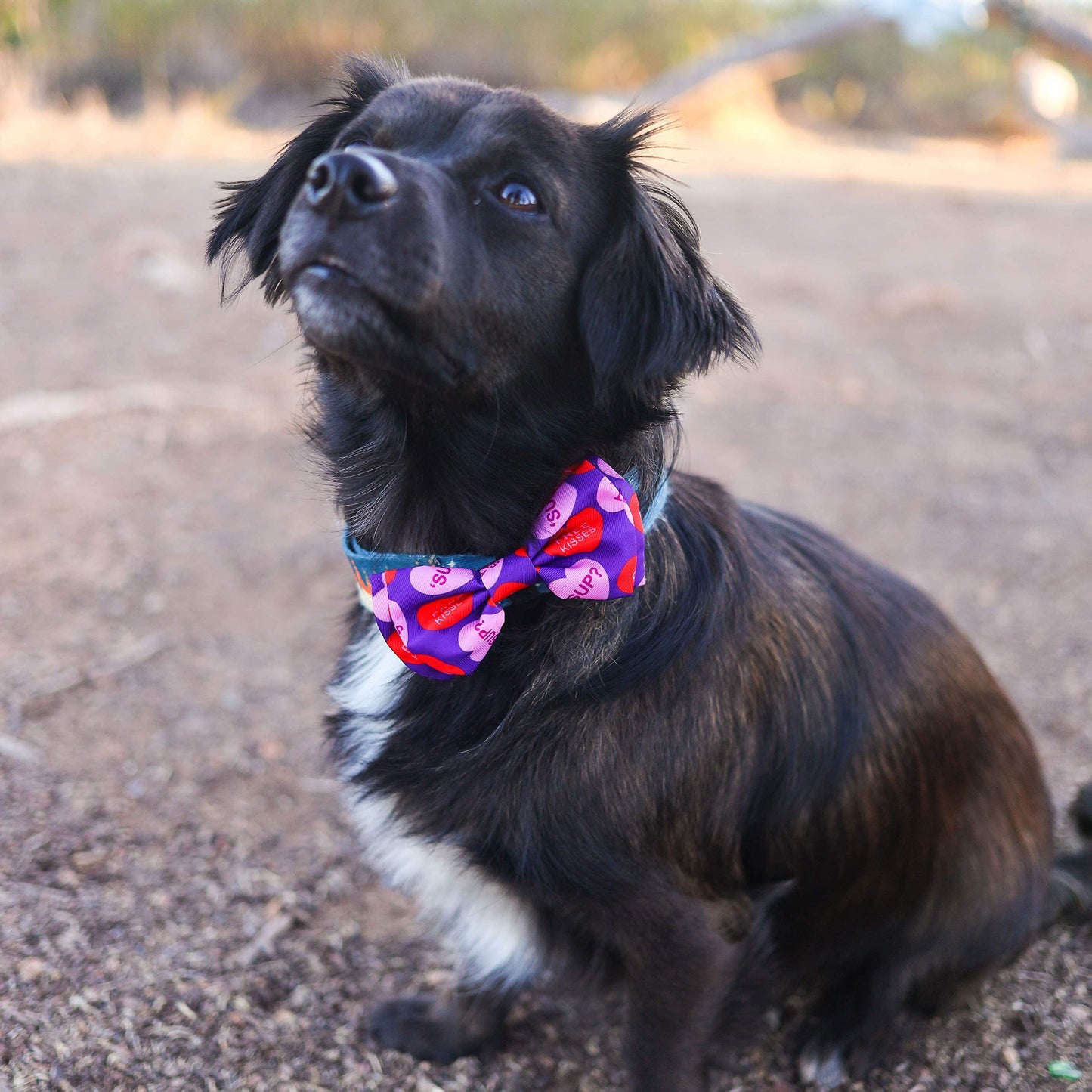 Huxley & Kent Bow Tie for Pets | Kisses (Small) | Valentine's Day Pet Bow Tie Collar Attachment | Fun Bow Ties for Dogs & Cats | Cute, Comfortable, and Durable