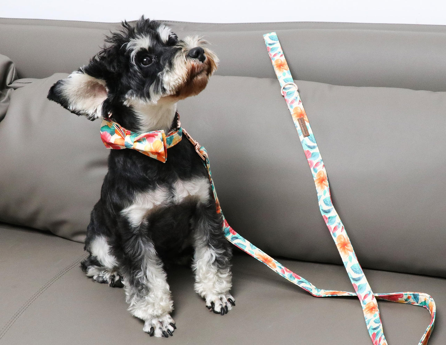 Unique Style Paws Cotton Dog Collar with Bow Halloween Pumpkin Plaid Dog Collar with Bow Tie for Small Medium Large Dogs Pets Gifts