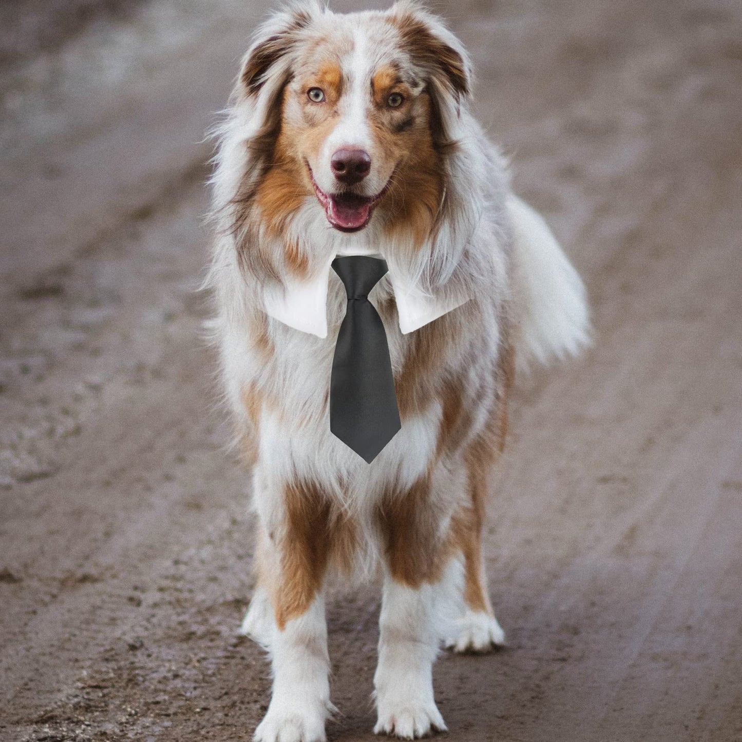 Dog Bow Tie, KOOLMOX Dog Bowtie Collar Black, Adjustable White Dog Tuxedo Collar with Black Dog Neck Bow Tie for Medium Large Boy Dog Wedding Formal Tuxedo Suit Tux Outfits Birthday Costumes