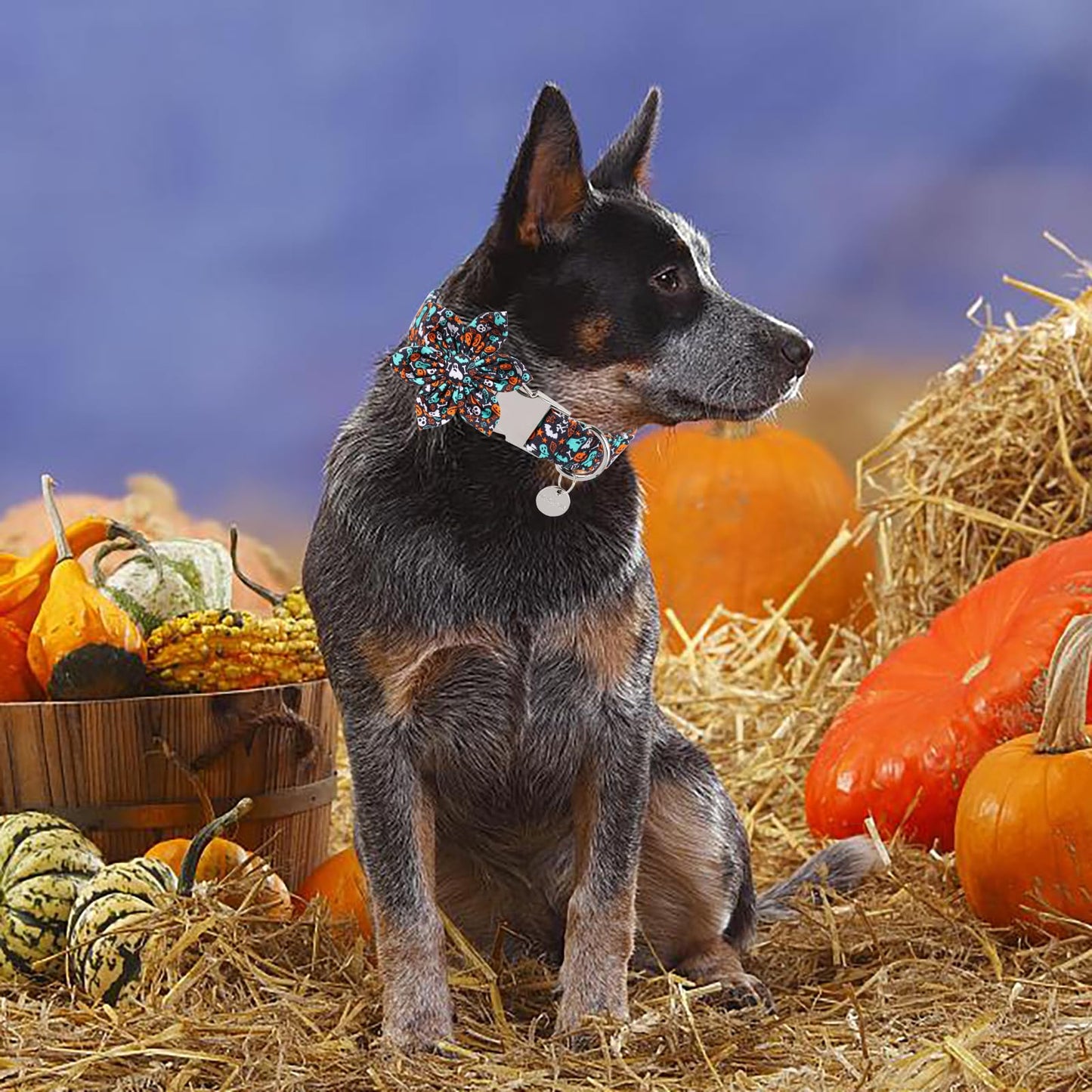 Thanksgiving Dog Collar with Bow Tie, Turkey Cotton Bowtie Collar for Puppy Girl Dog or Cat, Autumn Bow Tie Collar with Durable Metal Buckle, Turkeys Pet Collar, S, Neck 10-16in