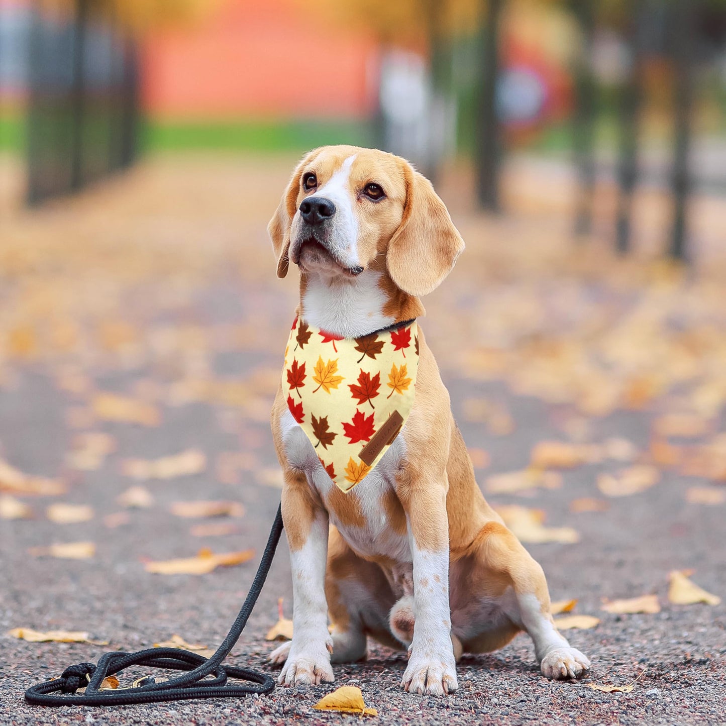 Realeaf Halloween Dog Bandanas 2 Pack, Pumpkin and Spider Web Bibs, Triangle Reversible Fall Pet Scarf, Premium Durable Fabric, Adjustable Fit (Large)