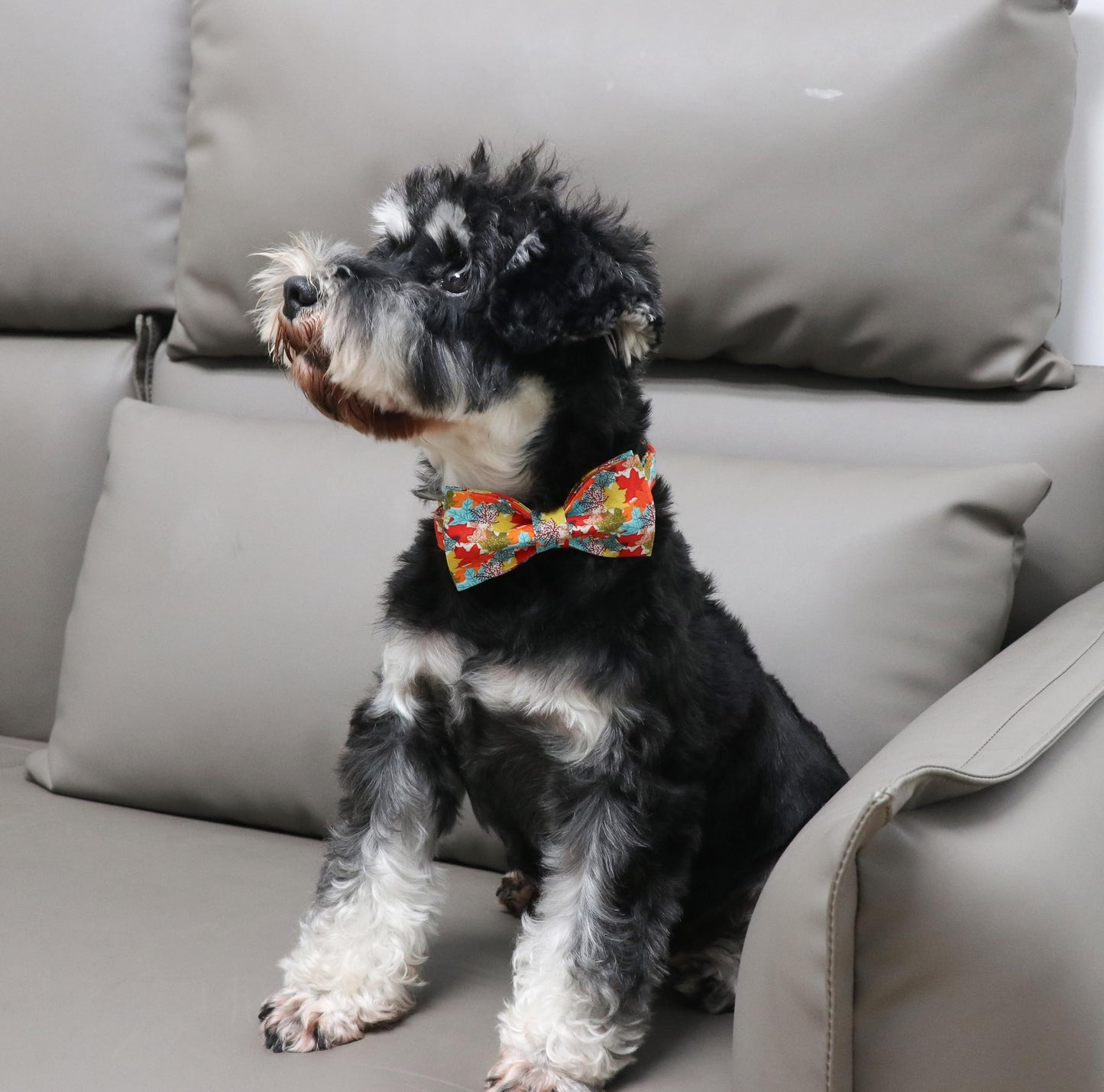 Unique Style Paws Halloween Dog Collar with Bow Cotton Cute Bowtie Dog Collar for Small Medium Large Dogs Holiday Dog Collar