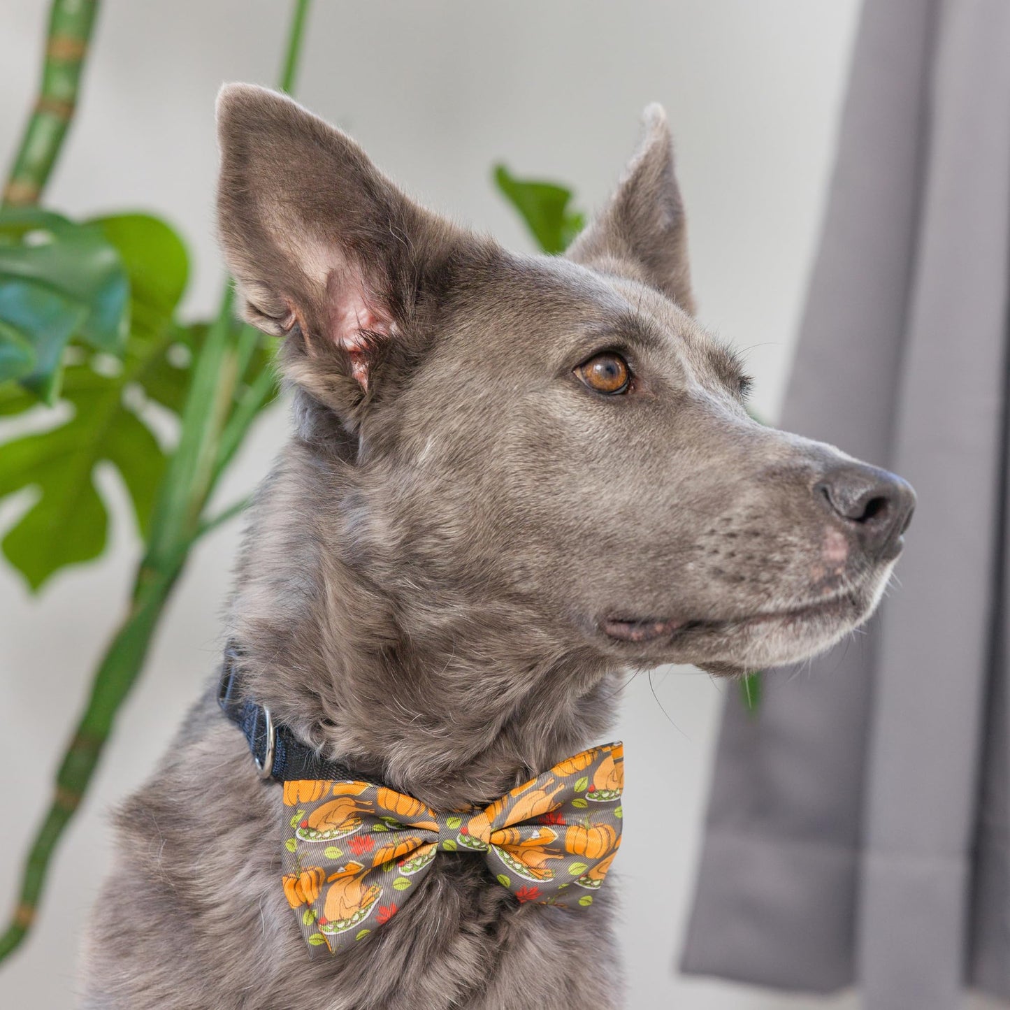 Huxley & Kent Bow Tie for Pets | Fall Check (Extra-Large) | Bow Tie Collar Attachment | Fun Bow Ties for Dogs & Cats | Cute, Comfortable, and Durable | H&K Bow Tie