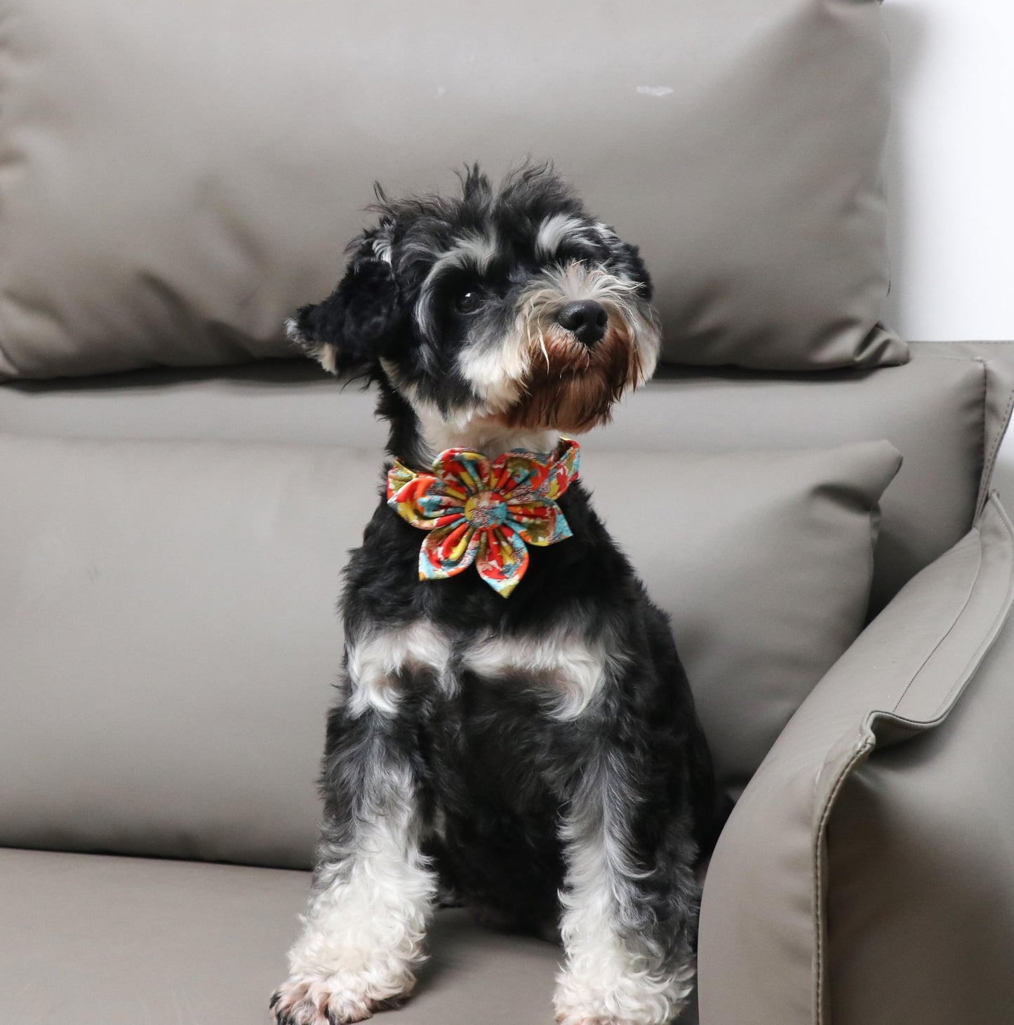 Unique Style Paws Halloween Dog Collar with Bow Cotton Cute Bowtie Dog Collar for Small Medium Large Dogs Holiday Dog Collar