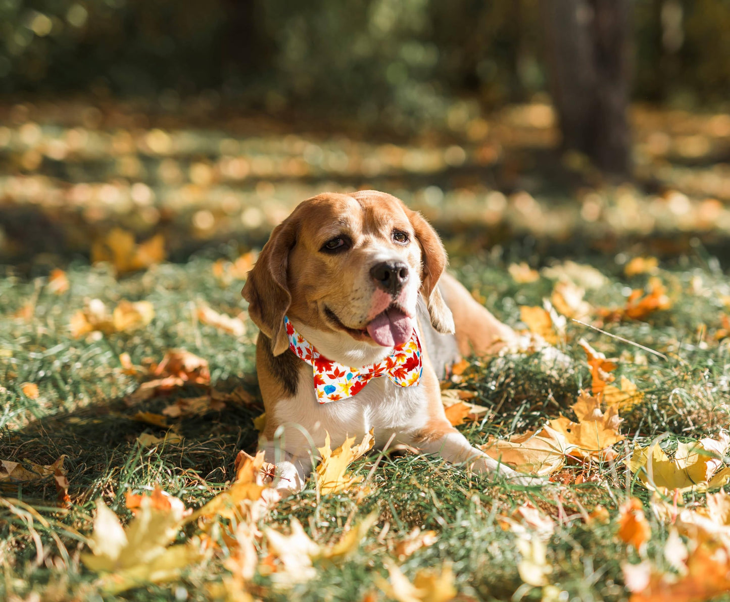 Tunkoo Happy Halloween Dog Collar with Pumpkin - Durable, Adjustable, and Stylish Pet Collar Available in Small, Medium, Large S