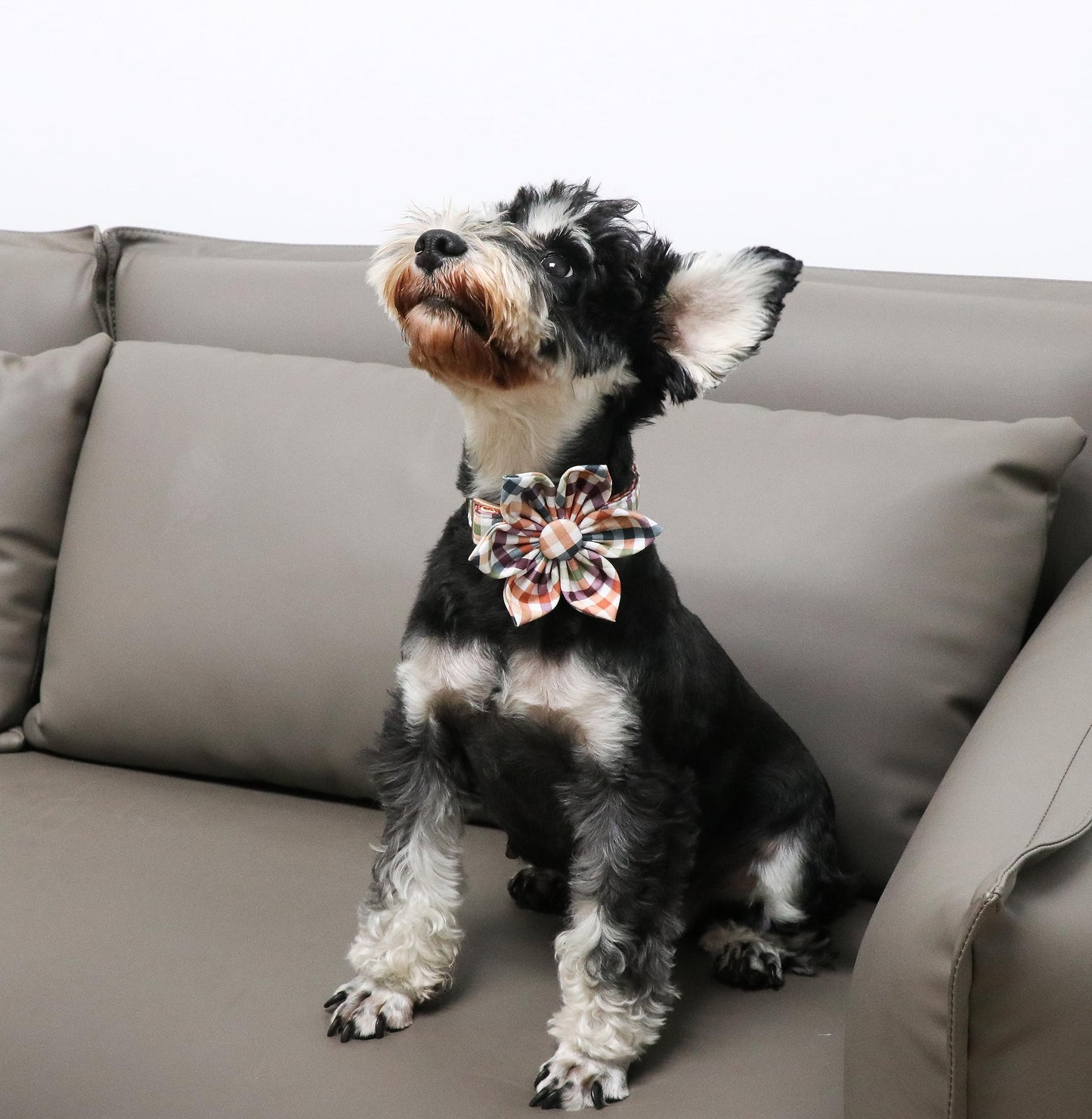 Unique Style Paws Cotton Dog Collar with Bow Halloween Pumpkin Plaid Dog Collar with Bow Tie for Small Medium Large Dogs Pets Gifts