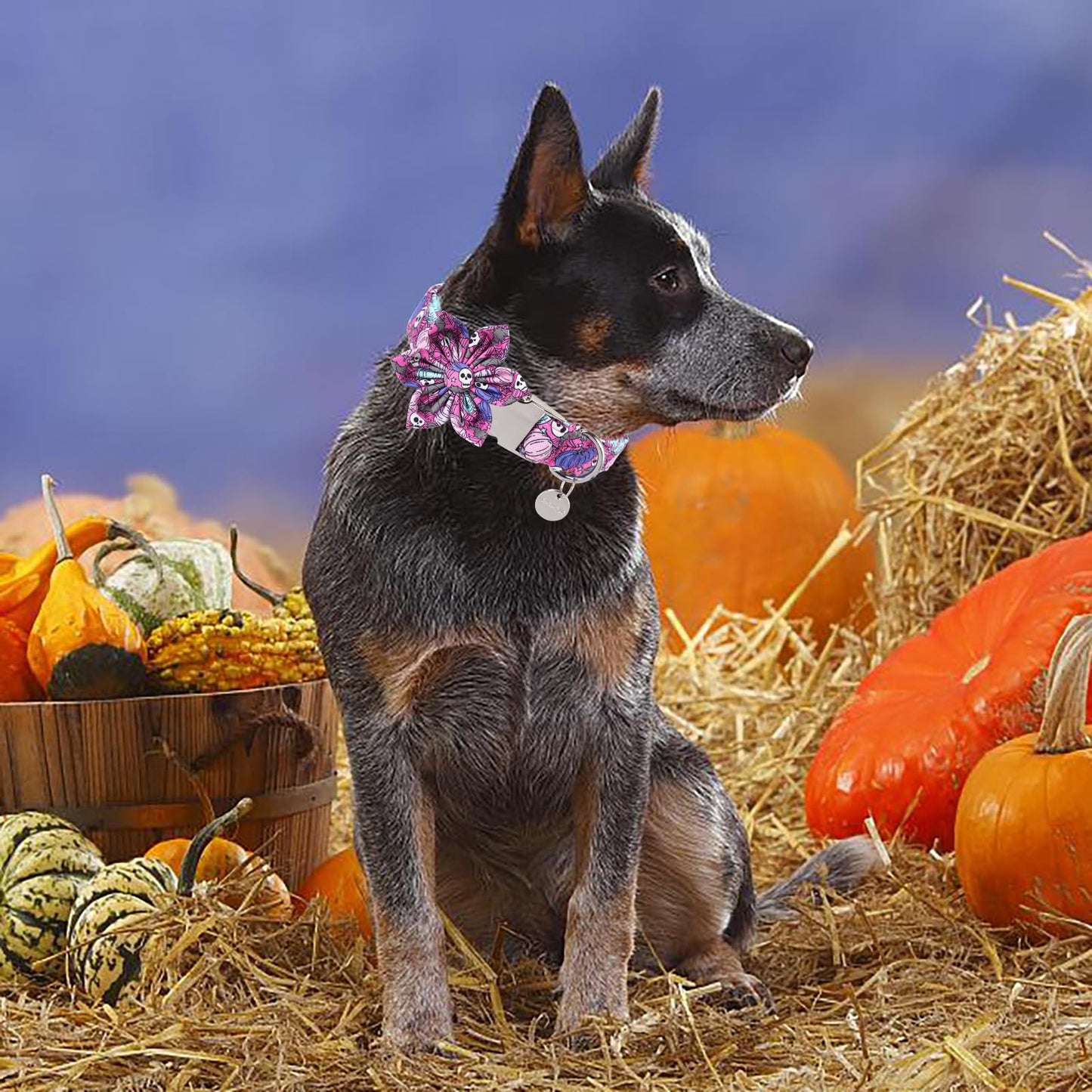 Thanksgiving Dog Collar with Bow Tie, Turkey Cotton Bowtie Collar for Puppy Girl Dog or Cat, Autumn Bow Tie Collar with Durable Metal Buckle, Turkeys Pet Collar, S, Neck 10-16in