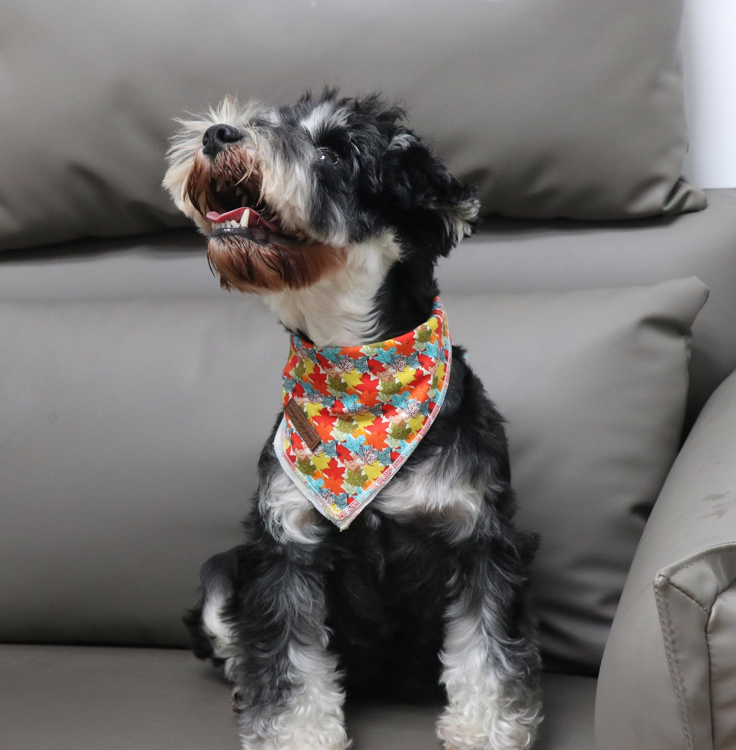 Unique Style Paws Halloween Dog Collar with Bow Cotton Cute Bowtie Dog Collar for Small Medium Large Dogs Holiday Dog Collar