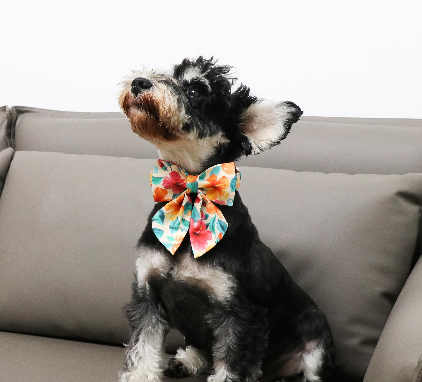 Unique Style Paws Cotton Dog Collar with Bow Halloween Pumpkin Plaid Dog Collar with Bow Tie for Small Medium Large Dogs Pets Gifts