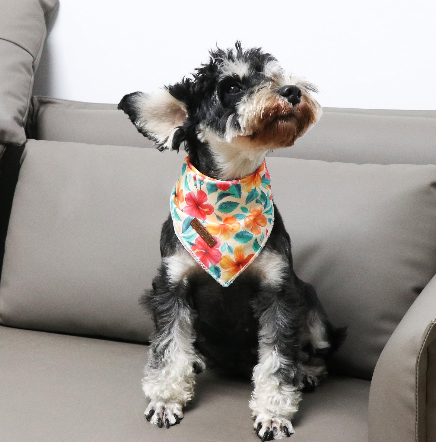 Unique Style Paws Cotton Dog Collar with Bow Halloween Pumpkin Plaid Dog Collar with Bow Tie for Small Medium Large Dogs Pets Gifts