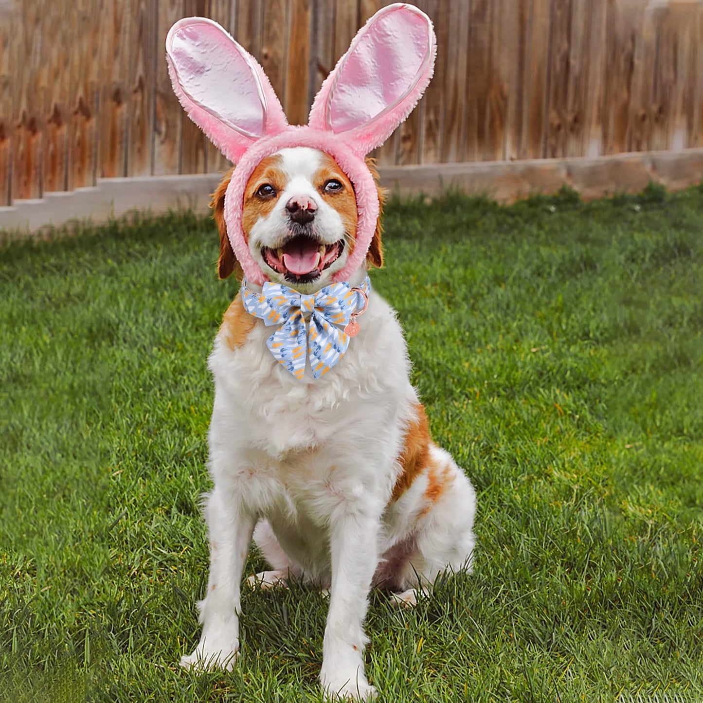 Easter Dog Collar with Bow Tie, Cotton Easter Bowtie Collar for Small Girl Boy Dog, Cute Carrot Pet Collar with Metal Buckle, Easter Day Gift Dog Collar, Blue, S, Neck 10-16in