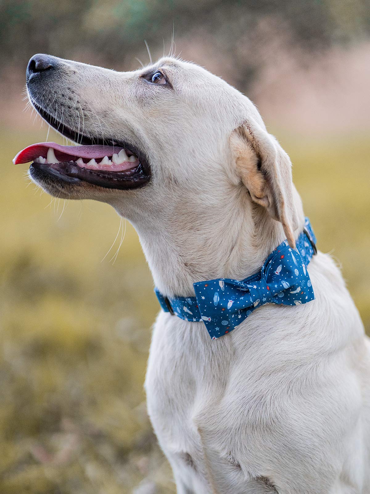 Elegant little tail Dog Collar with Bow, Bowtie Dog Collar, Adjustable Fall Dog Collars for Small Medium Large Dogs