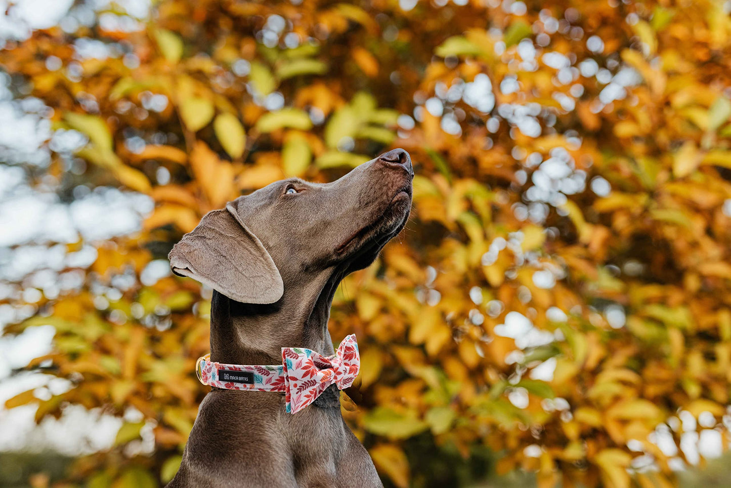 Maca Bates Duck Dog Collar with Bow Bowtie for Dogs Bow Tie Adjustable Breakaway Green Summer Thick Collars Accessories Birthday Gift Colar for XS Small Medium Large XL Boy Girl Male Female Puppy Pet