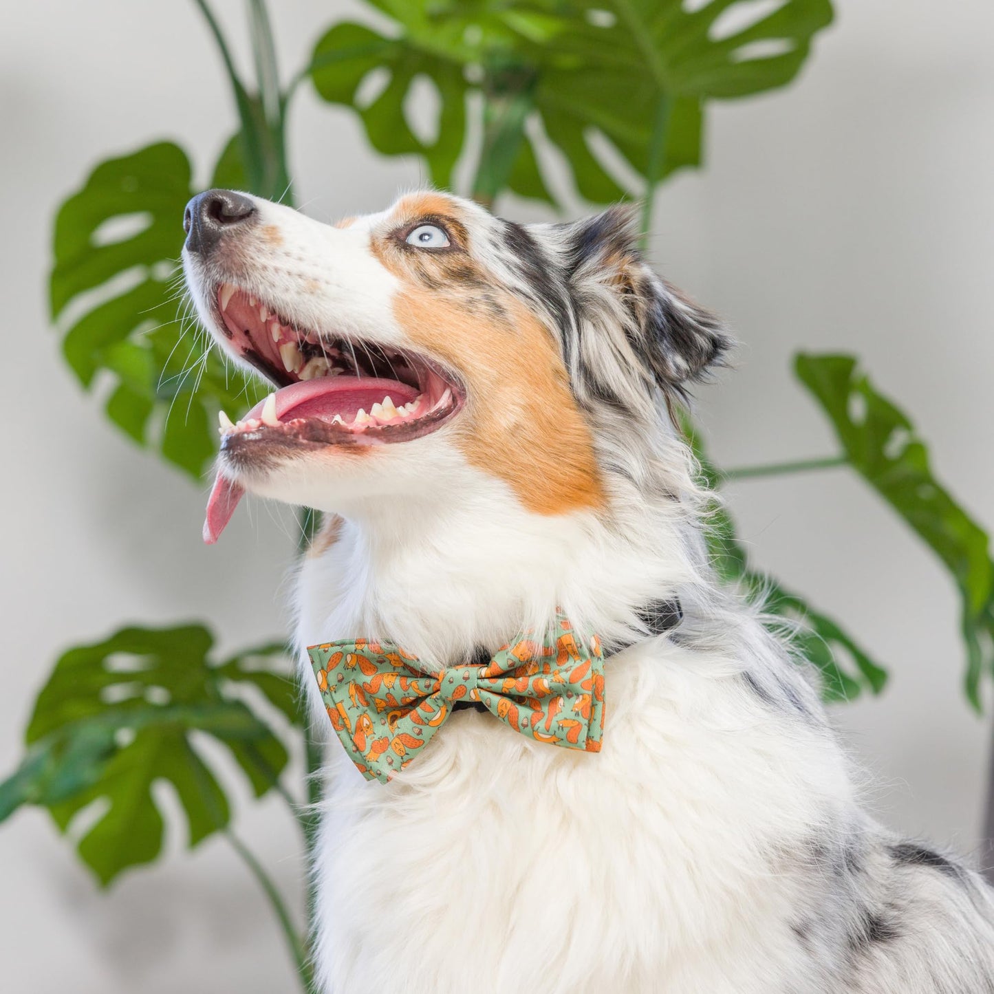 Huxley & Kent Bow Tie for Pets | Fall Check (Extra-Large) | Bow Tie Collar Attachment | Fun Bow Ties for Dogs & Cats | Cute, Comfortable, and Durable | H&K Bow Tie