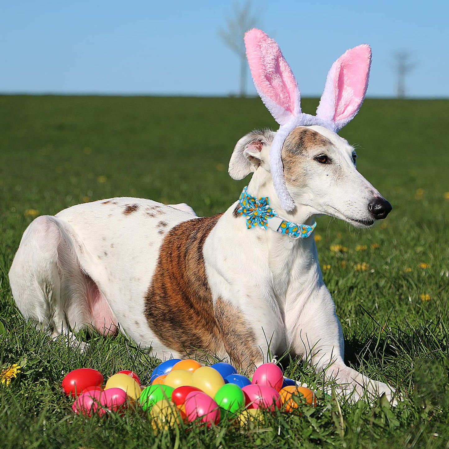 Easter Dog Collar with Bow Tie, Cotton Easter Bowtie Collar for Small Girl Boy Dog, Cute Carrot Pet Collar with Metal Buckle, Easter Day Gift Dog Collar, Blue, S, Neck 10-16in