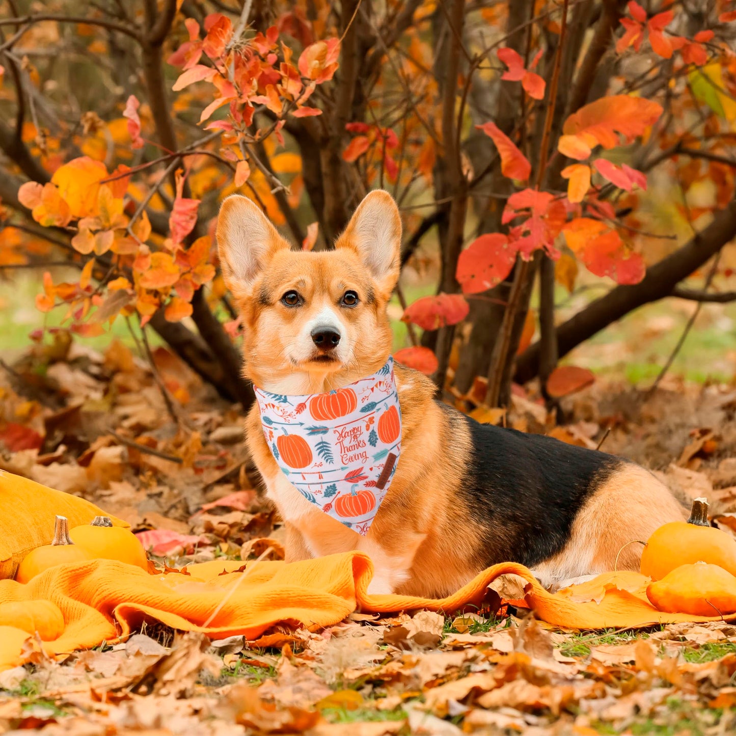 ADOGGYGO Halloween Dog Bandana, Halloween Pumpkin Ghost Dog Scarf, Premium Durable Fabric, Adjustable Fit Female Dog Halloween Bandanas for Medium Large Dogs Pets (Large, Halloween)