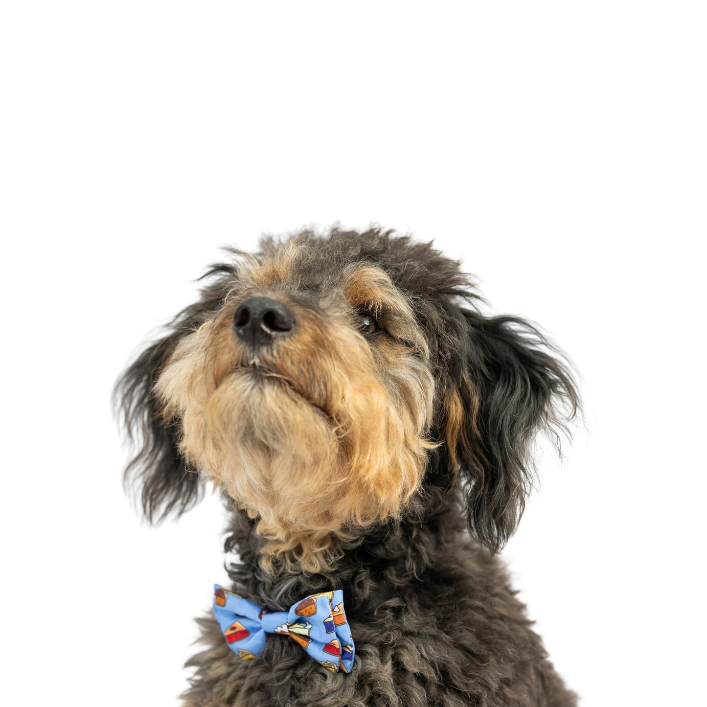 Huxley & Kent Bow Tie for Pets | Fall Check (Extra-Large) | Bow Tie Collar Attachment | Fun Bow Ties for Dogs & Cats | Cute, Comfortable, and Durable | H&K Bow Tie