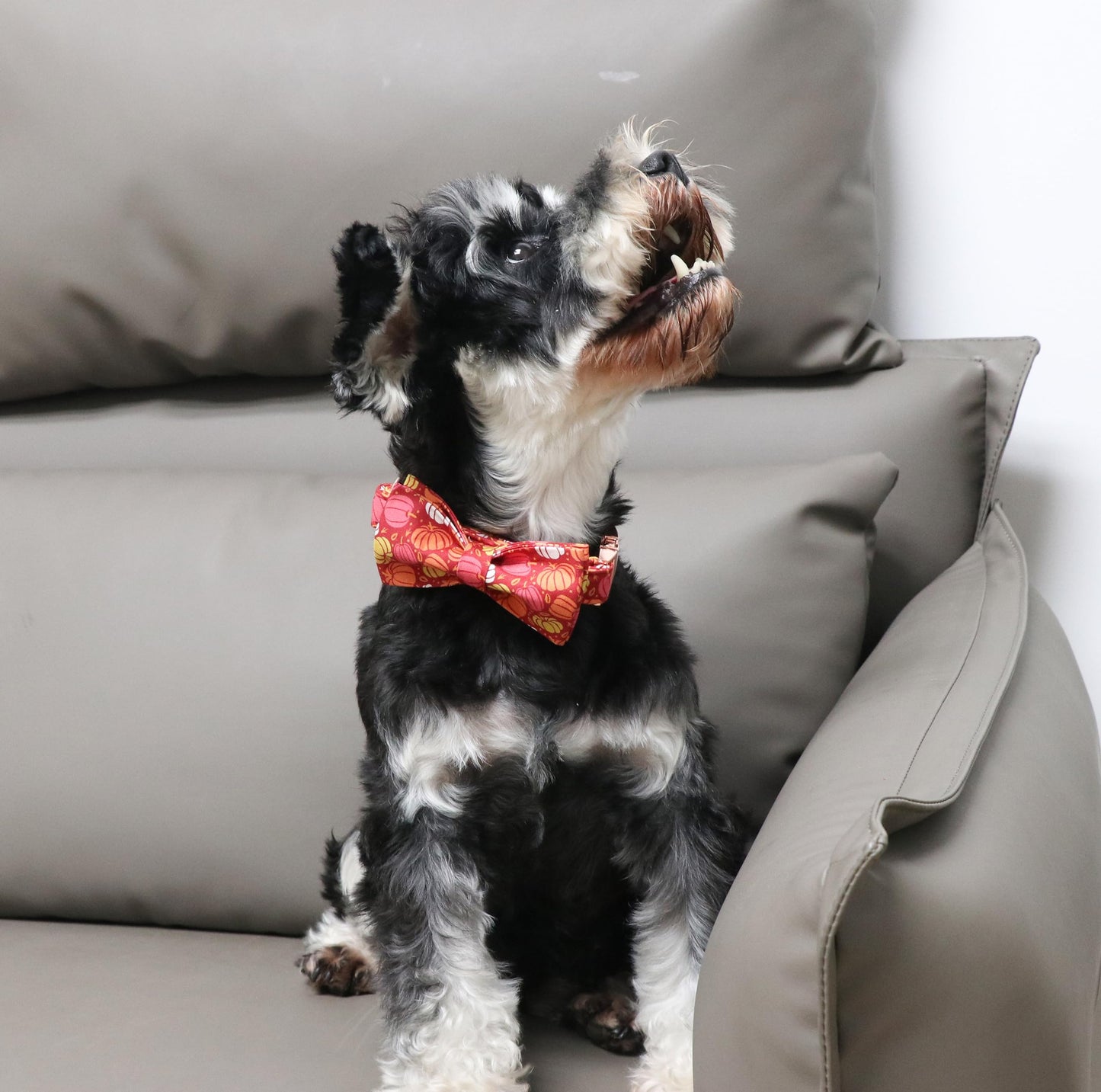 Unique Style Paws Halloween Dog Collar with Bow Cotton Cute Bowtie Dog Collar for Small Medium Large Dogs Holiday Dog Collar