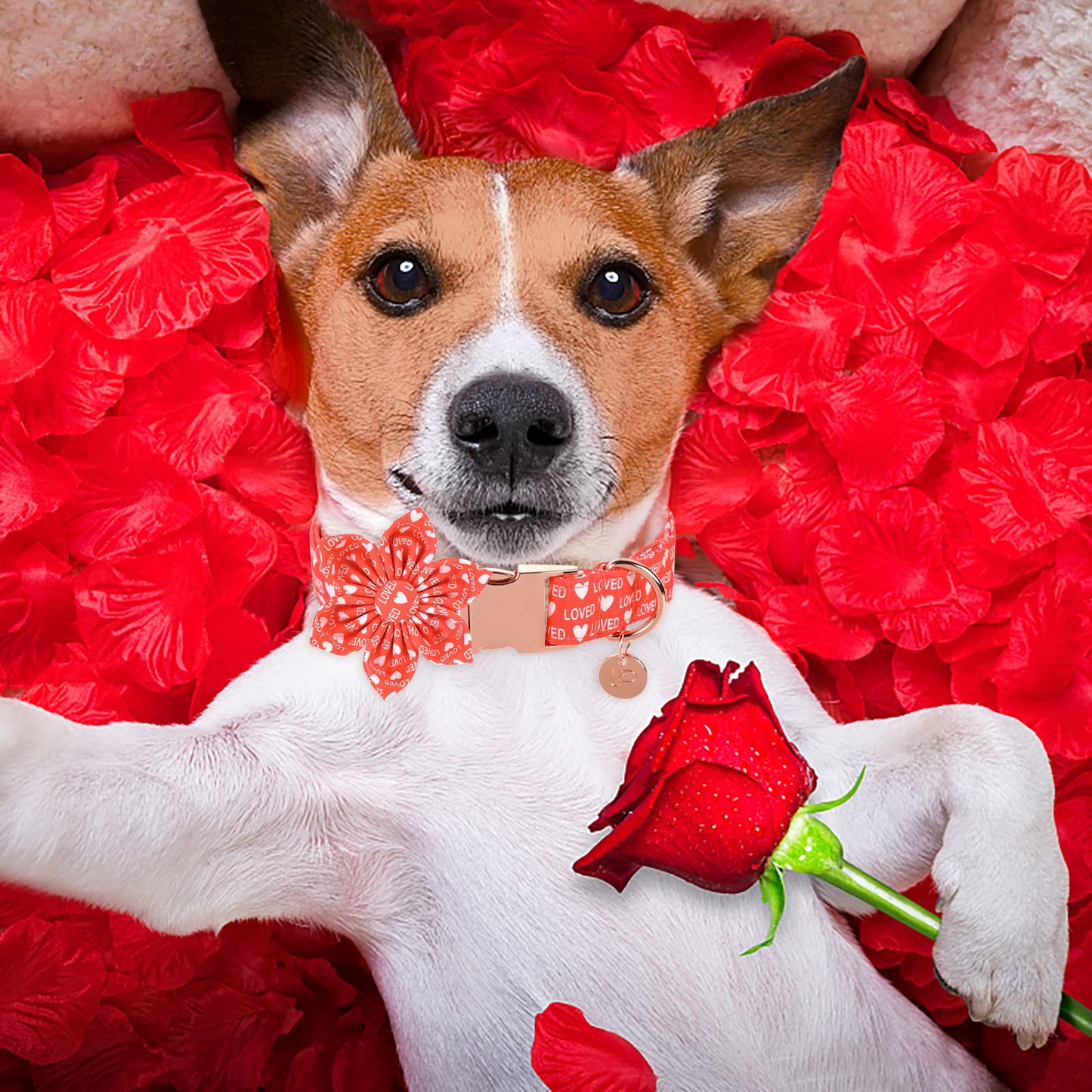 Valentine’s Day Dog Collar with Bow Tie, Valentine Bowtie Collar with Metal Buckle, Valentine’s Day Gift Pet Collar for Medium Girl Boy Dog, Wedding Dog Collar, Red, M, Neck 13.5-22in