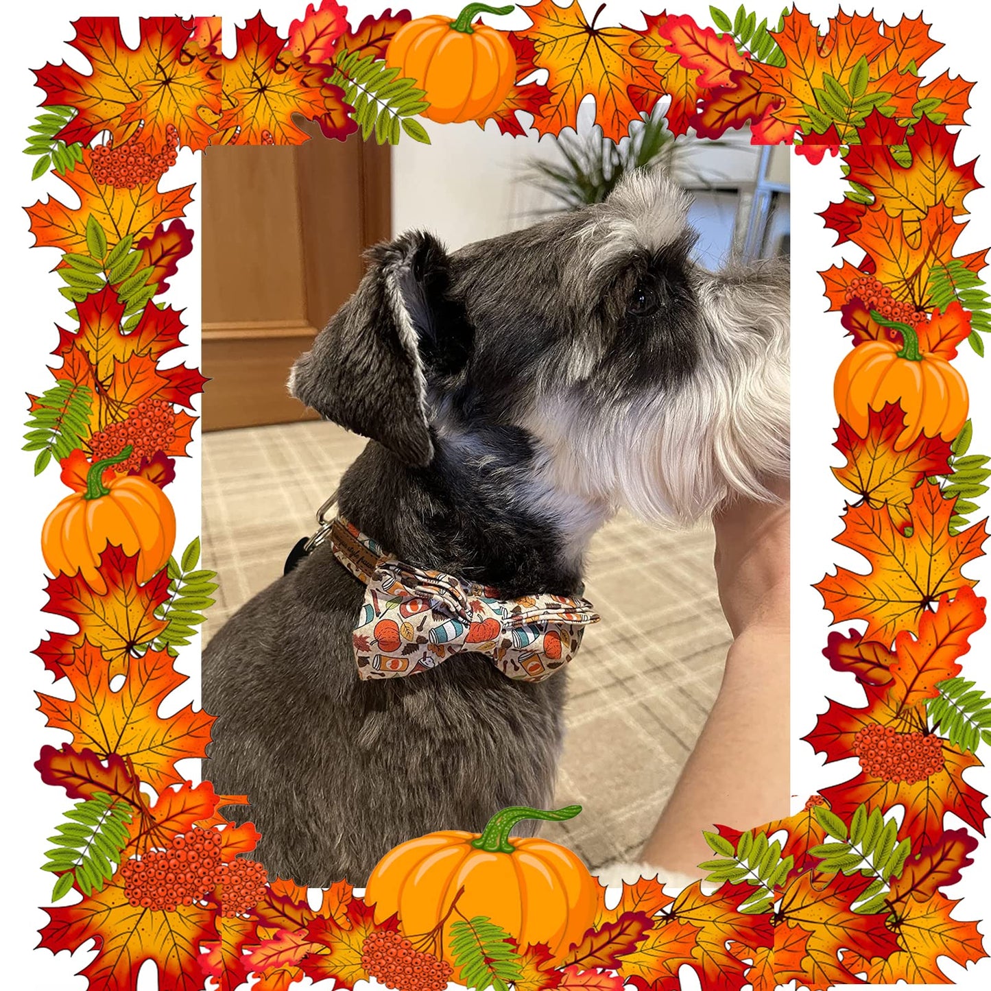 Unique Style Paws Cotton Dog Collar with Bow Halloween Pumpkin Plaid Dog Collar with Bow Tie for Small Medium Large Dogs Pets Gifts