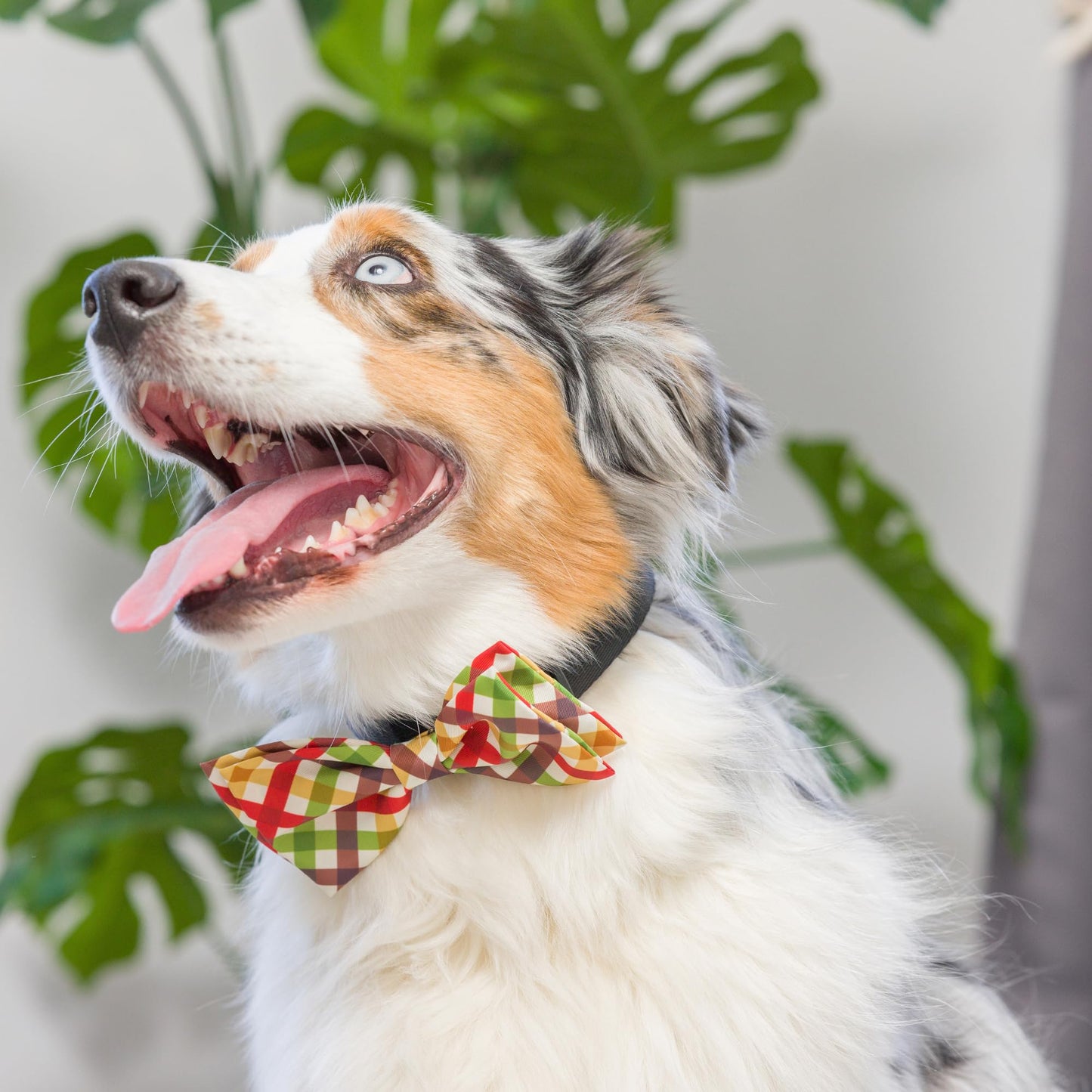 Huxley & Kent Bow Tie for Pets | Fall Check (Extra-Large) | Bow Tie Collar Attachment | Fun Bow Ties for Dogs & Cats | Cute, Comfortable, and Durable | H&K Bow Tie