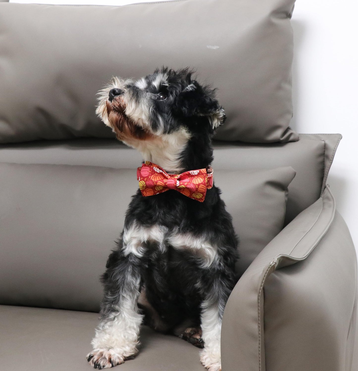 Unique Style Paws Halloween Dog Collar with Bow Cotton Cute Bowtie Dog Collar for Small Medium Large Dogs Holiday Dog Collar