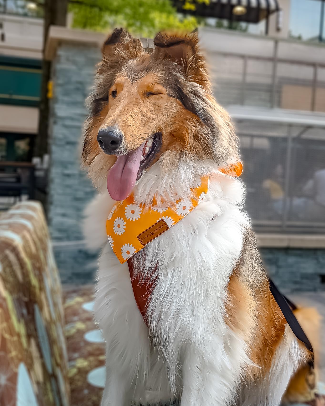 Luxury Pet Birthday Bandanas -Premium & Silky Poly Fabric | 100% Handmade | Custom Shape Dual Layered (Birthday Girl, Medium)