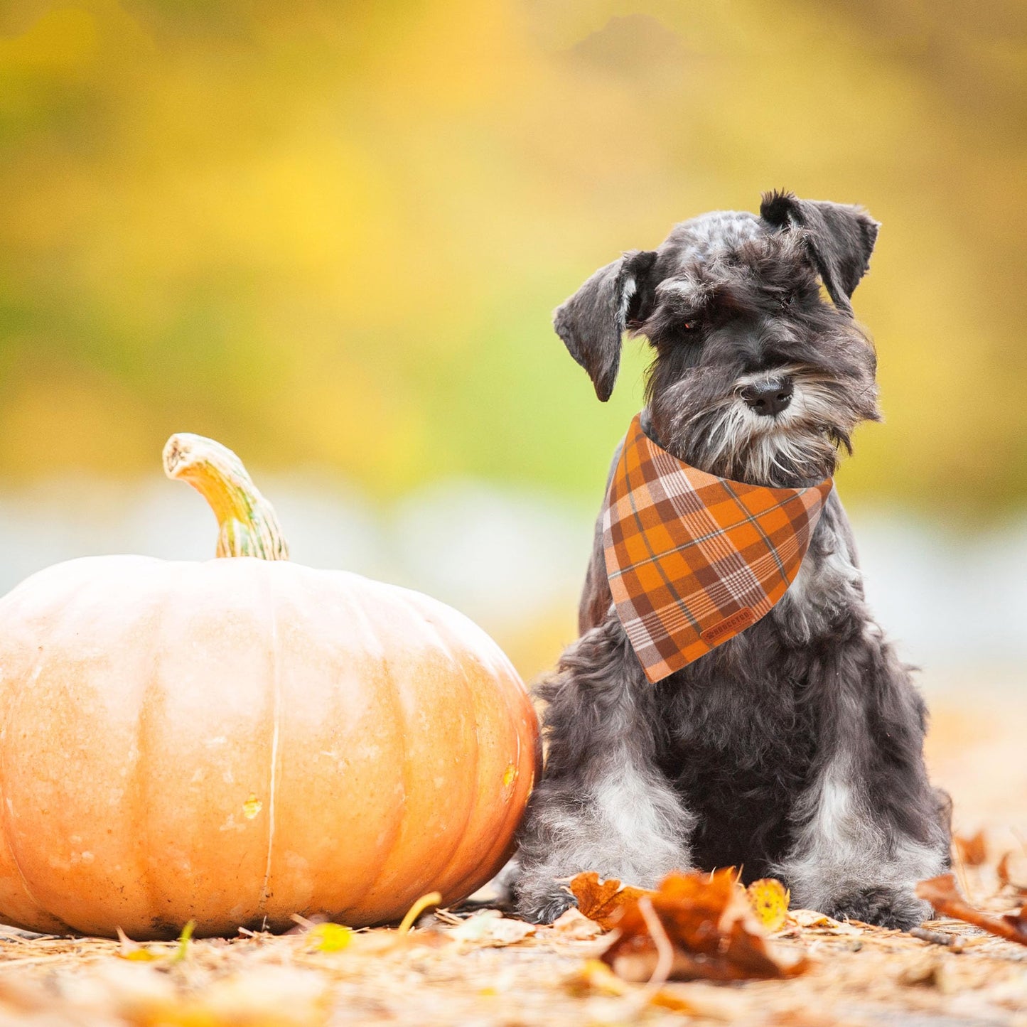 ADOGGYGO Halloween Dog Bandana, Halloween Pumpkin Ghost Dog Scarf, Premium Durable Fabric, Adjustable Fit Female Dog Halloween Bandanas for Medium Large Dogs Pets (Large, Halloween)