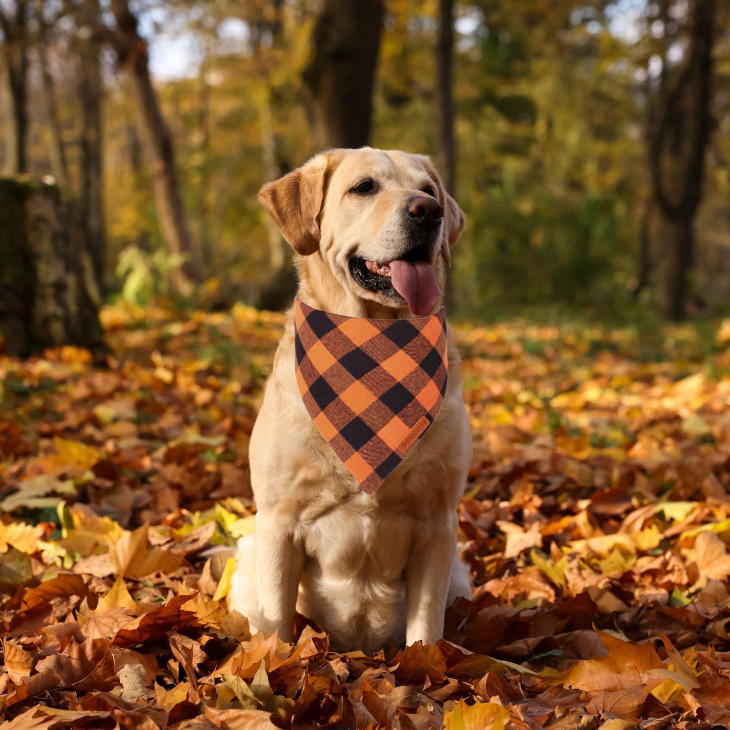 ADOGGYGO Halloween Dog Bandana, Halloween Pumpkin Ghost Dog Scarf, Premium Durable Fabric, Adjustable Fit Female Dog Halloween Bandanas for Medium Large Dogs Pets (Large, Halloween)