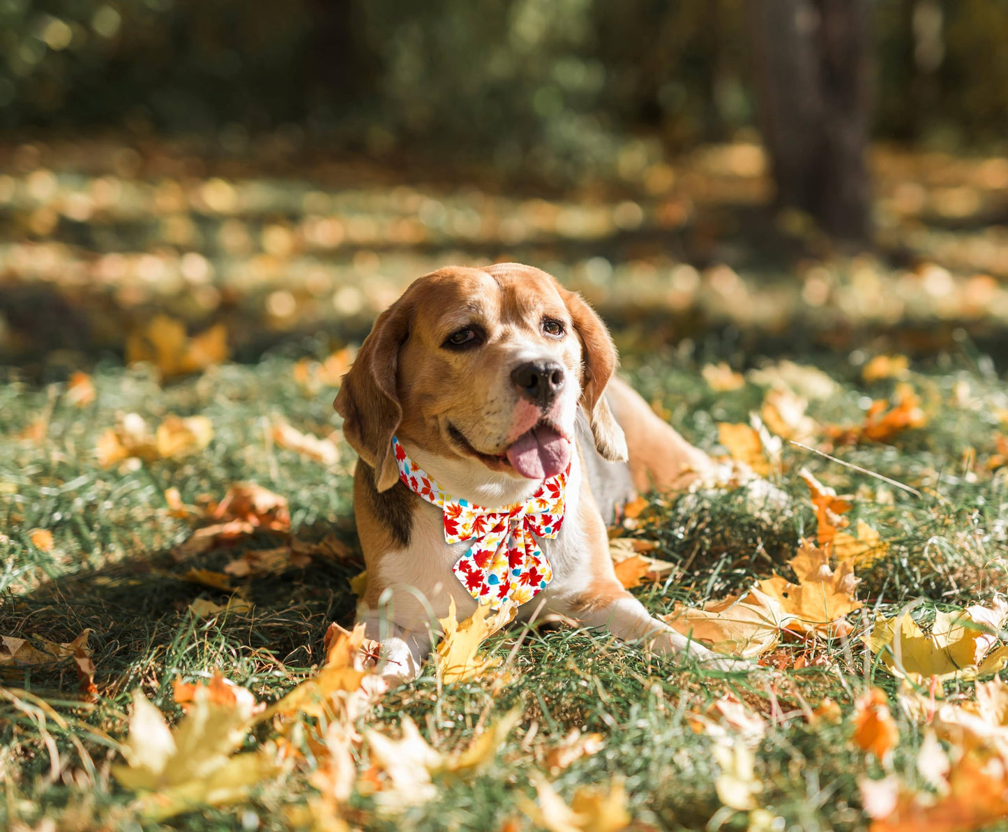 Tunkoo Happy Halloween Dog Collar with Pumpkin - Durable, Adjustable, and Stylish Pet Collar Available in Small, Medium, Large S